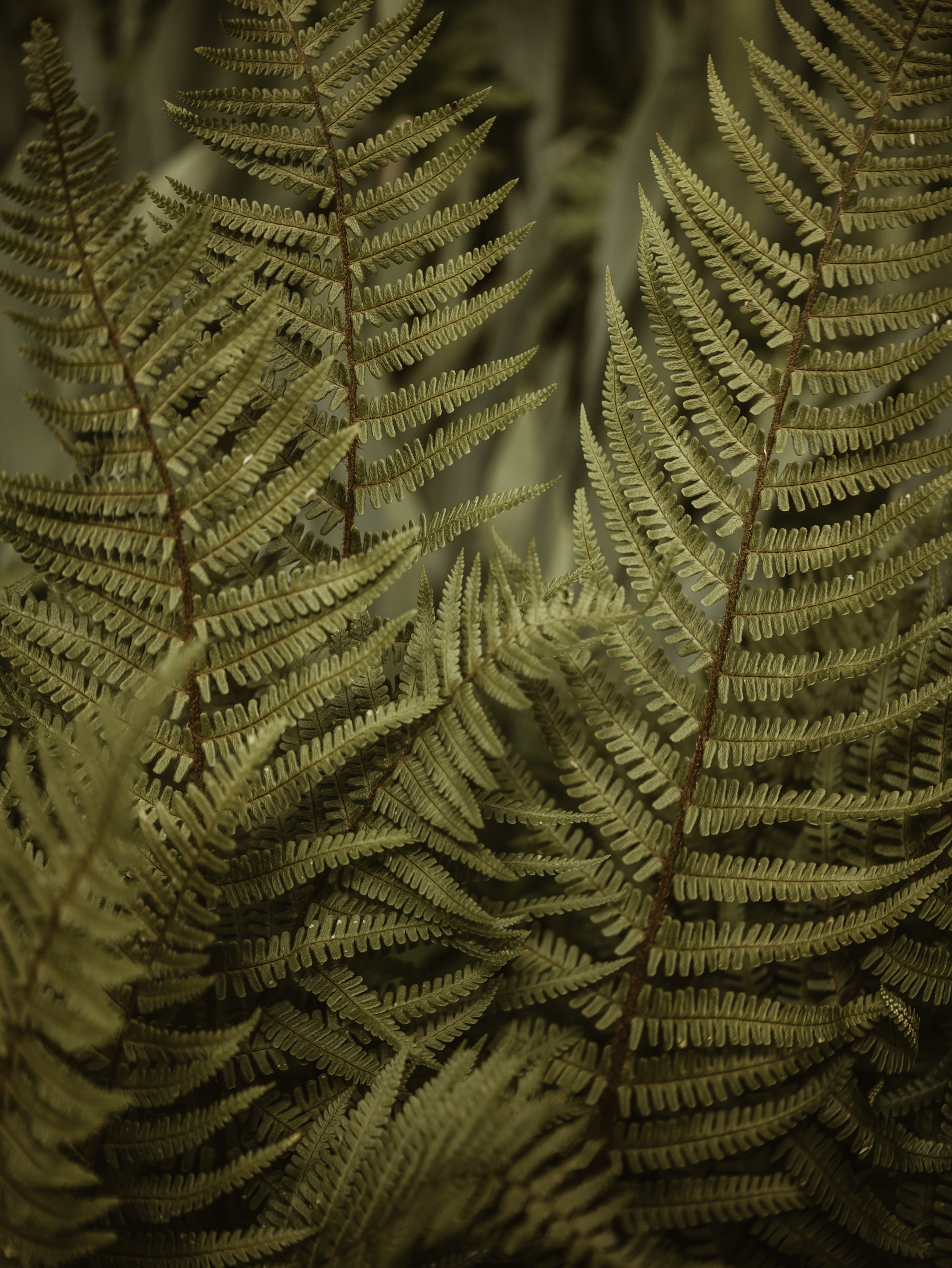 bush, leaves, macro Cell Phone Image