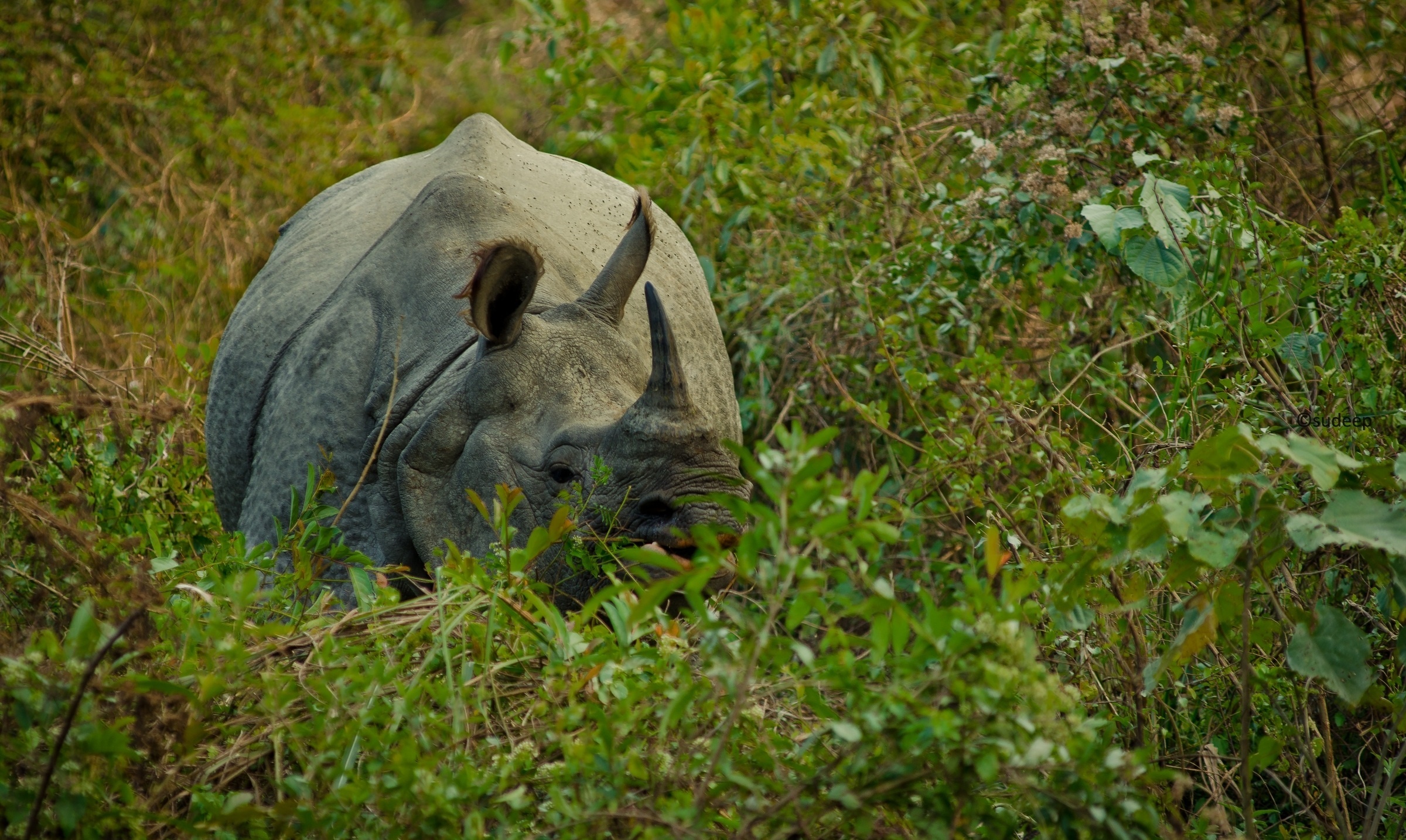 117973 Hintergrundbild herunterladen tiere, grass, ausblenden, nashorn, rhinoceros, horn - Bildschirmschoner und Bilder kostenlos