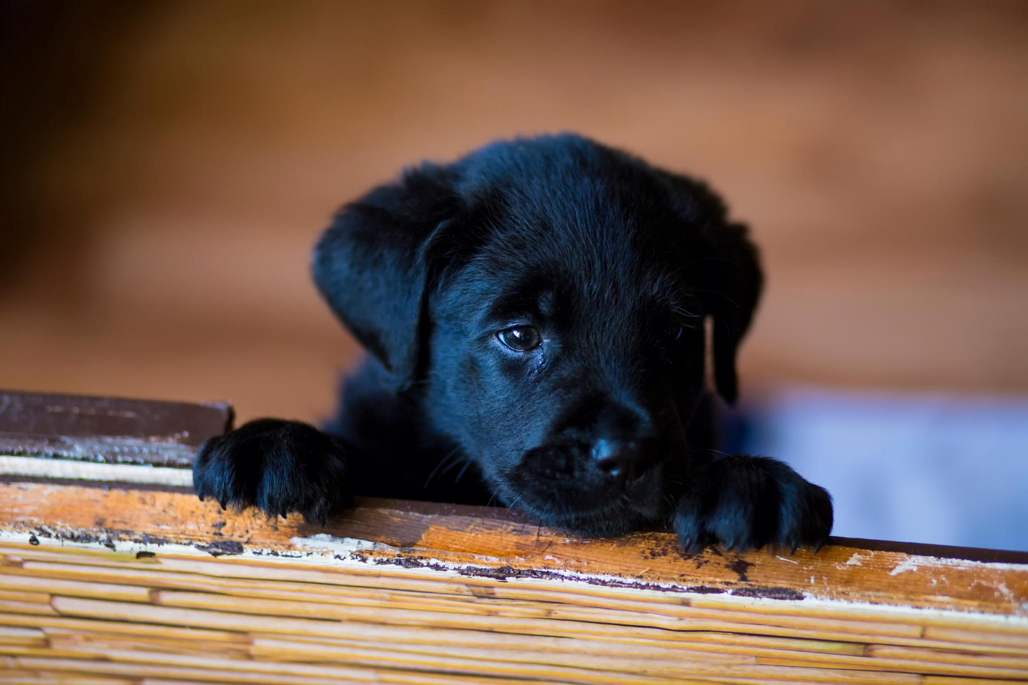 66178 download wallpaper sight, animals, opinion, puppy, retriever, labrador screensavers and pictures for free