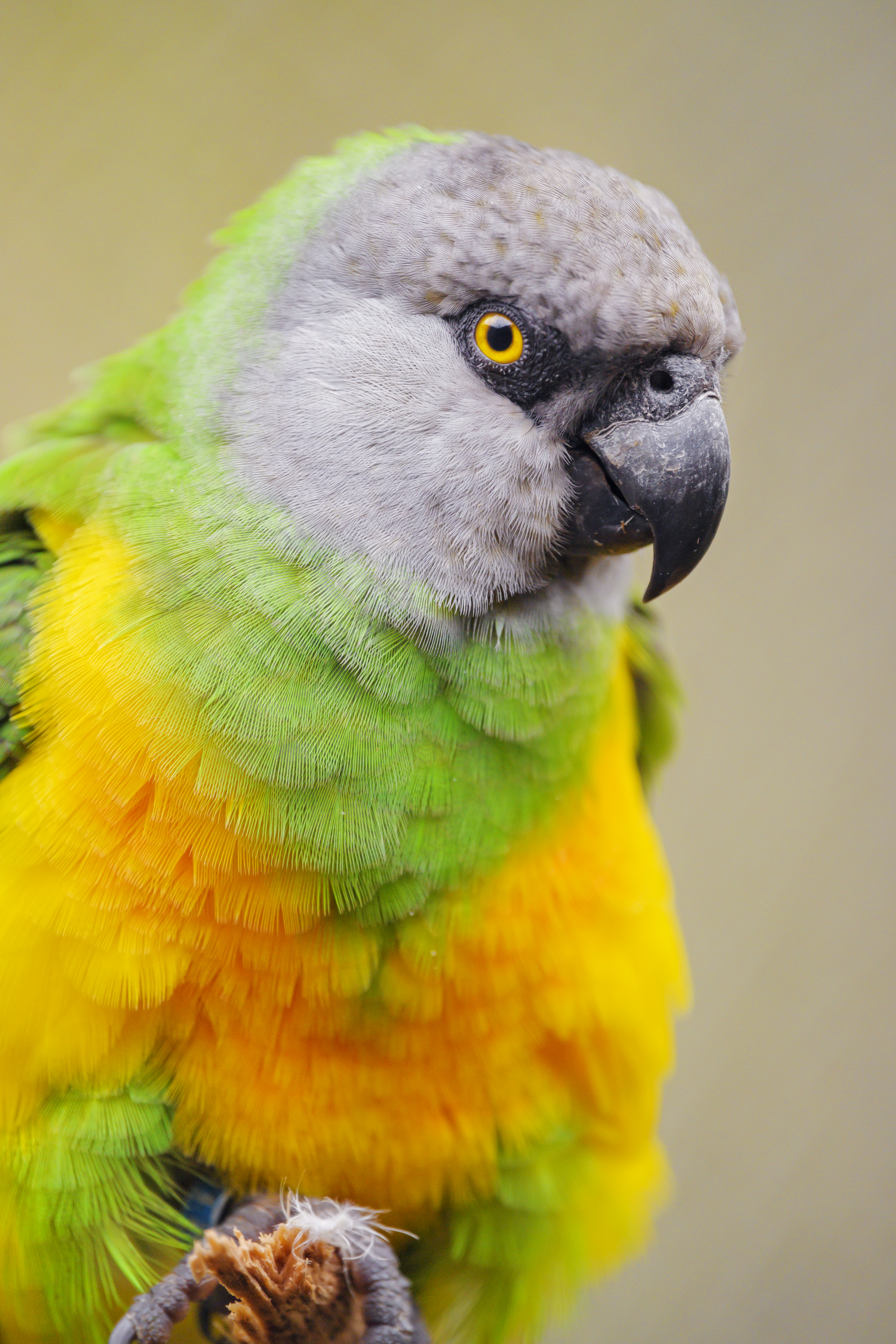 50521 télécharger le fond d'écran animaux, perroquets, oiseau, multicolore, hétéroclite, perroquet sénégalais - économiseurs d'écran et images gratuitement