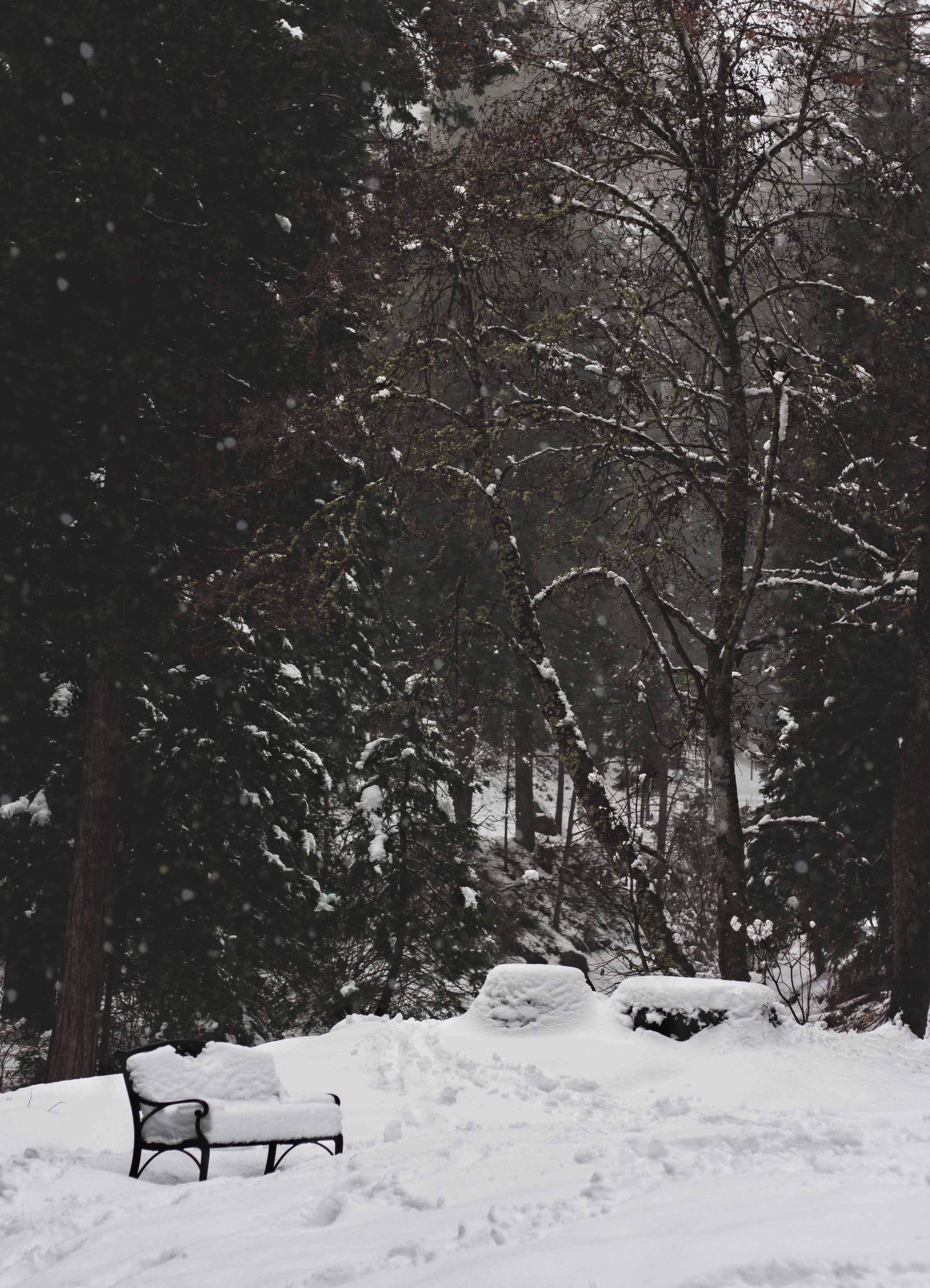 84230 Заставки и Обои Зима на телефон. Скачать природа, парк, снег, деревья картинки бесплатно