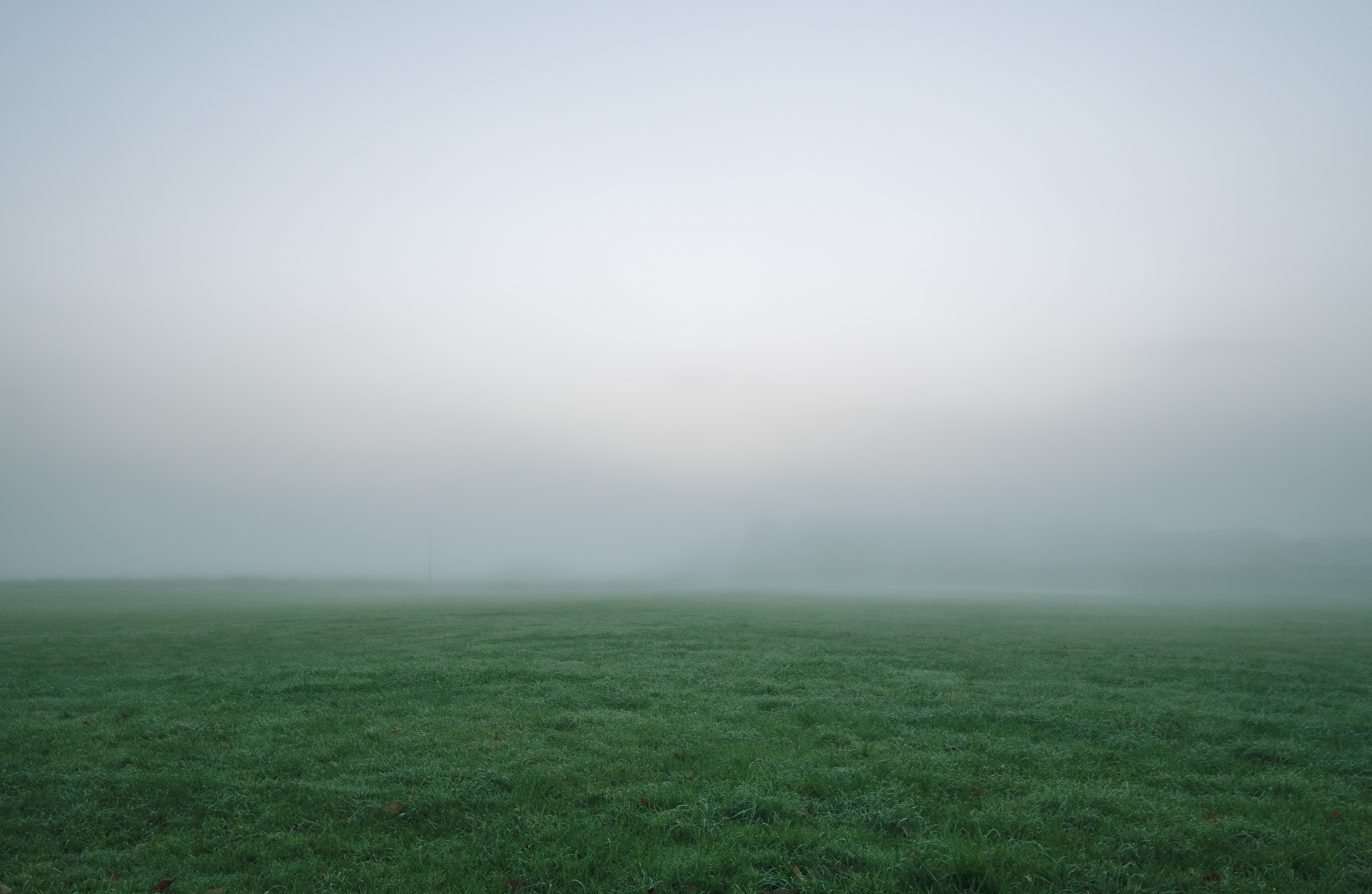 nature, grass, fog, field, thick, impenetrable