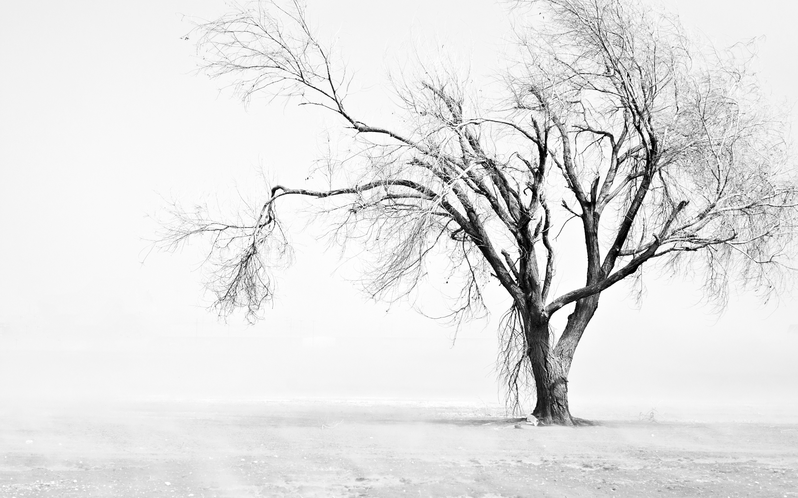 earth, winter, dust, field, texas, tree download HD wallpaper