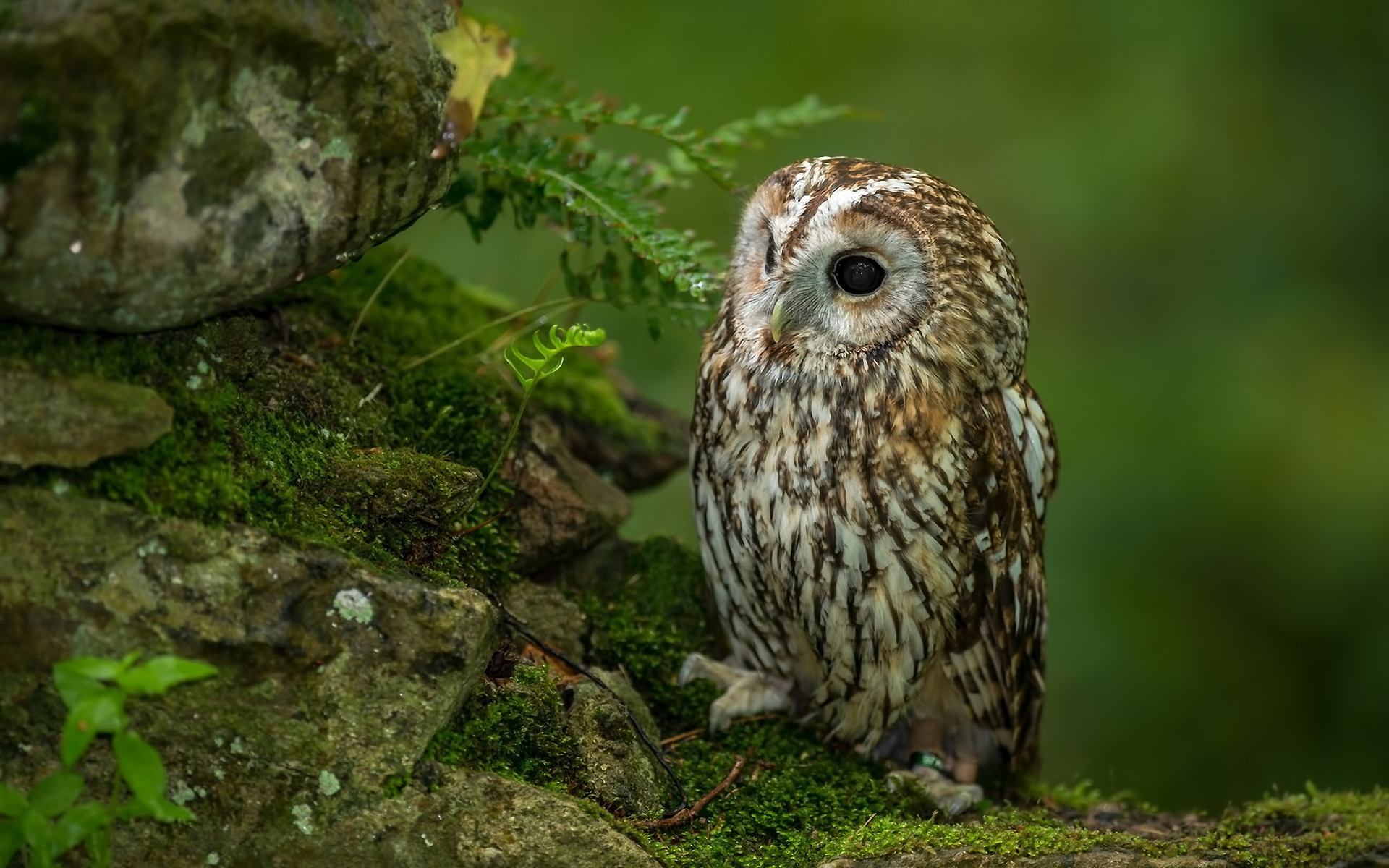 Wallpaper for mobile devices animals, owl