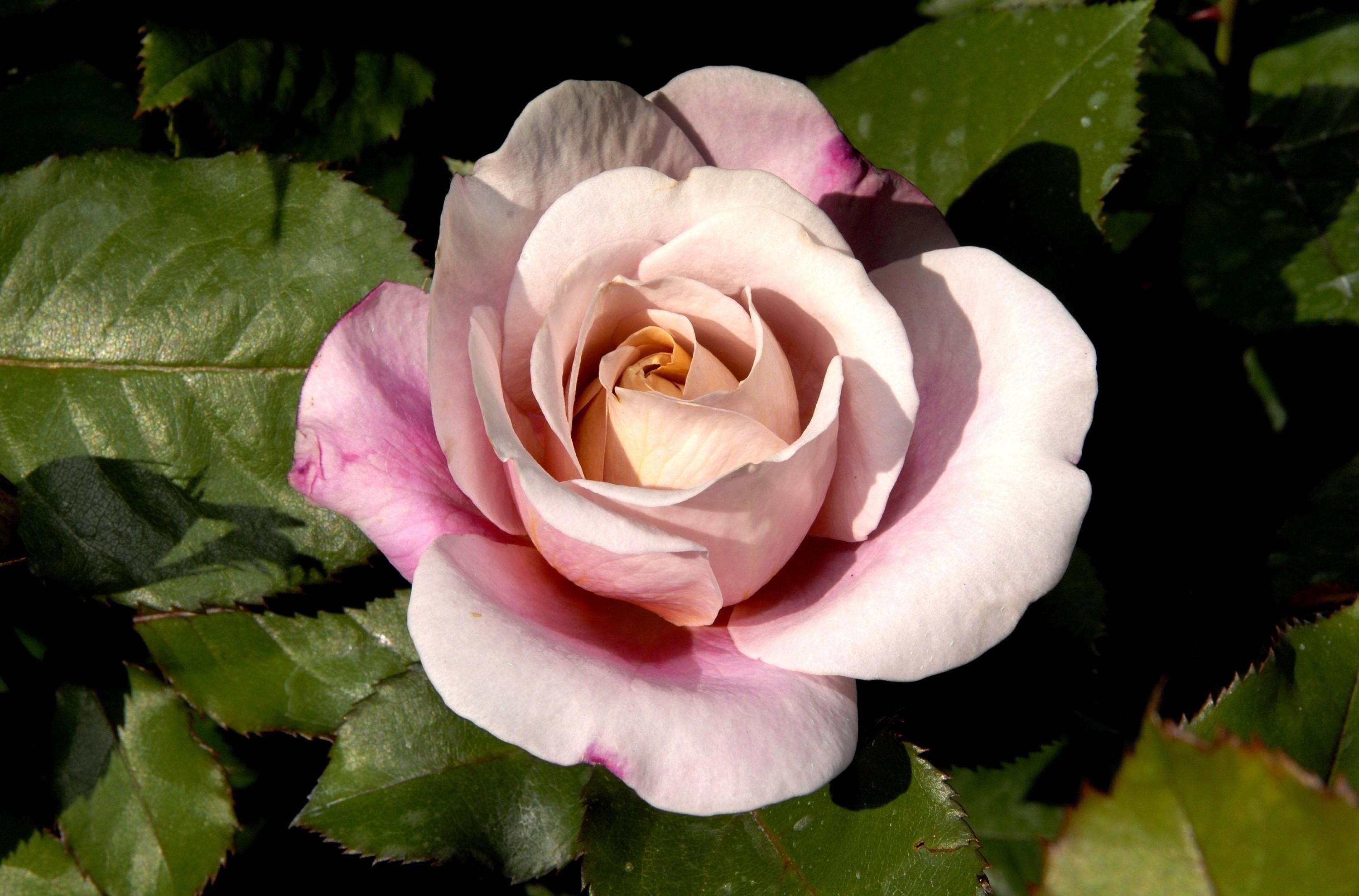 お使いの携帯電話の150576スクリーンセーバーと壁紙バラの花。 薔薇, 蕾, つぼみ, 花びらの写真を無料でダウンロード