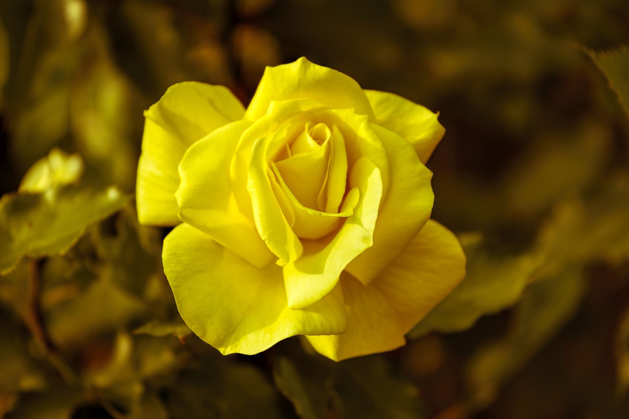 32k Wallpaper Rose Flower rose, macro, yellow