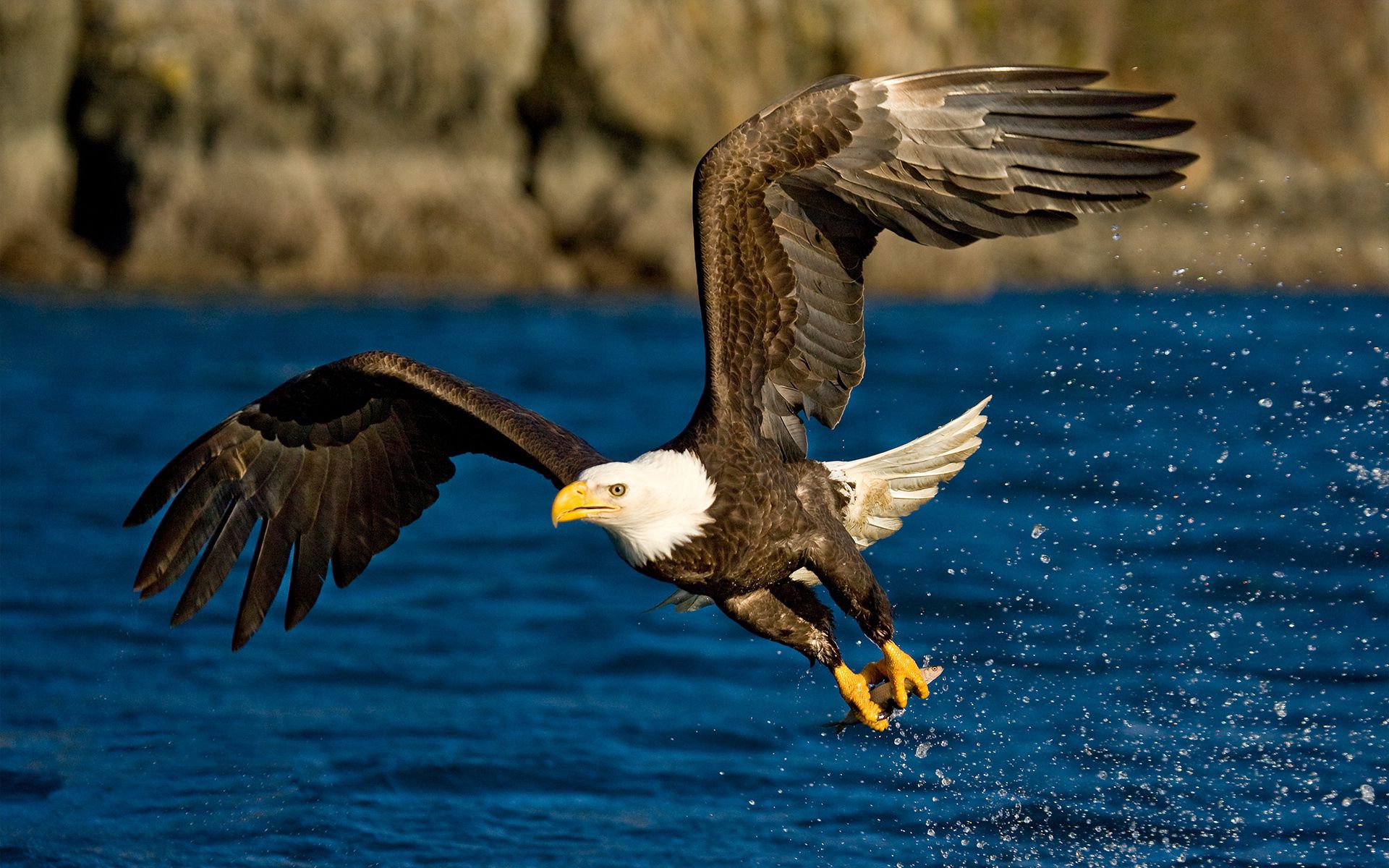 80330 скачать обои крылья, орел, животные, вода, птица, брызги, полет - заставки и картинки бесплатно