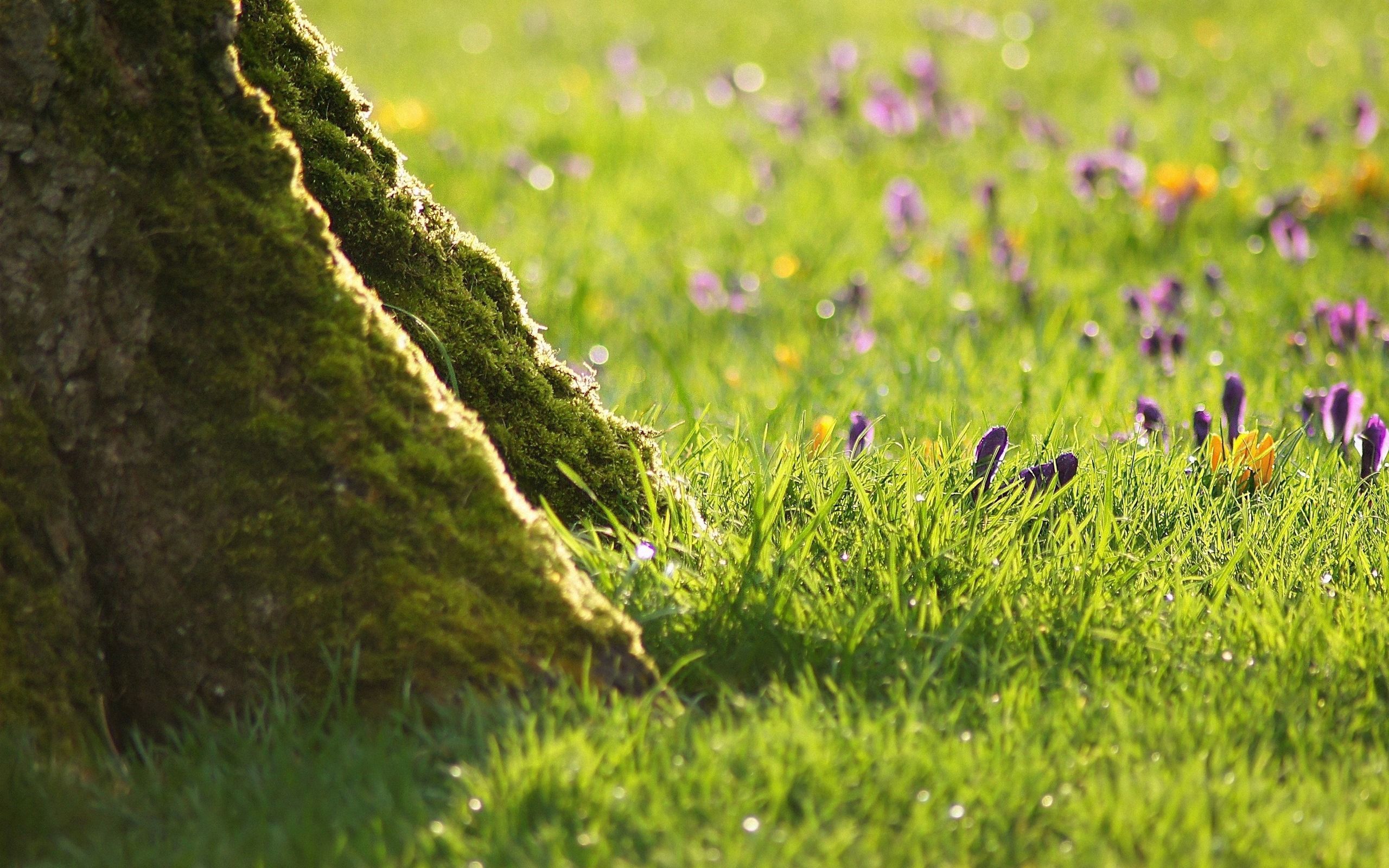 112020 download wallpaper nature, flowers, grass, wood, tree, moss screensavers and pictures for free