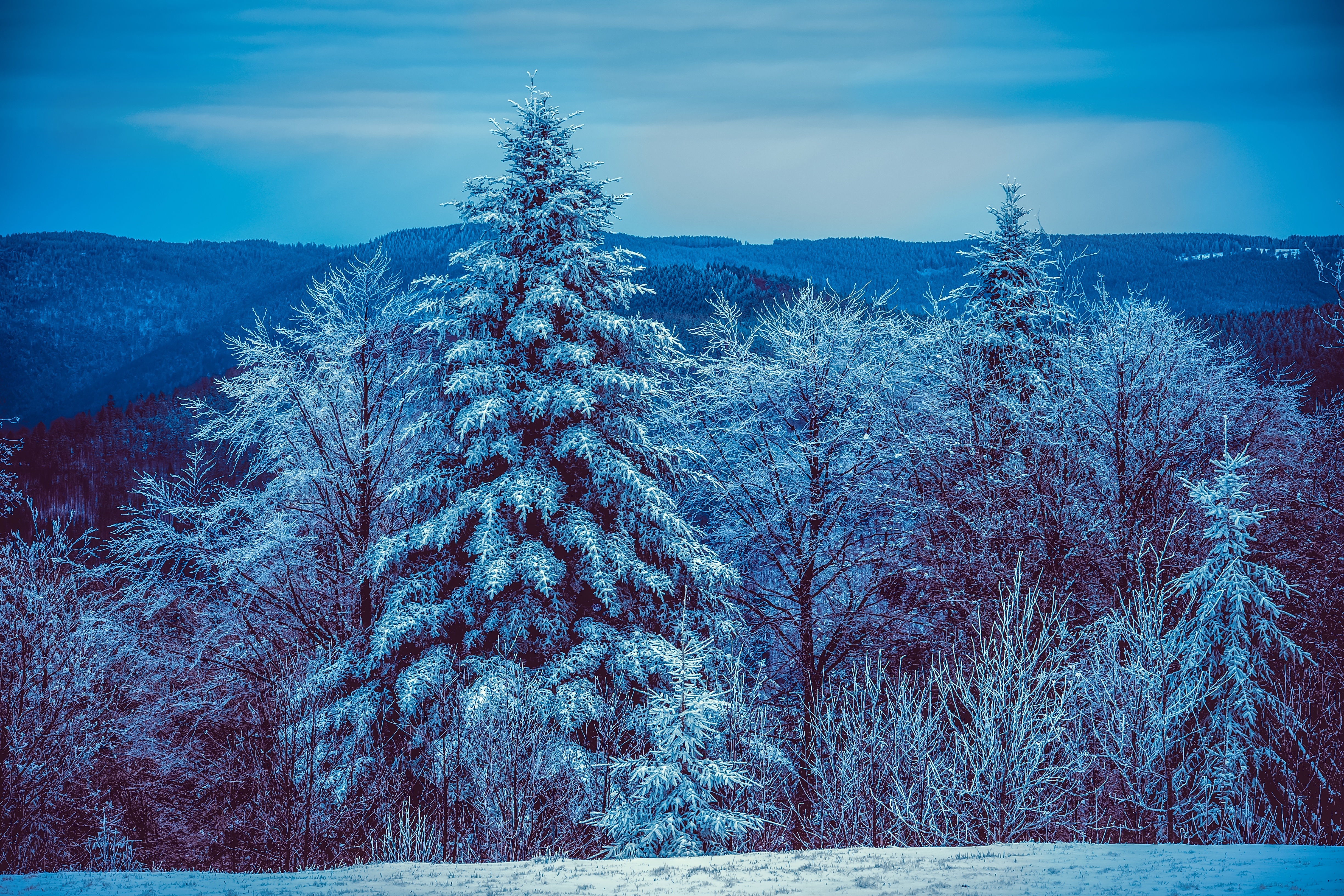 75806 Salvapantallas y fondos de pantalla Bosque en tu teléfono. Descarga imágenes de naturaleza, invierno, árboles, cubierto de nieve gratis