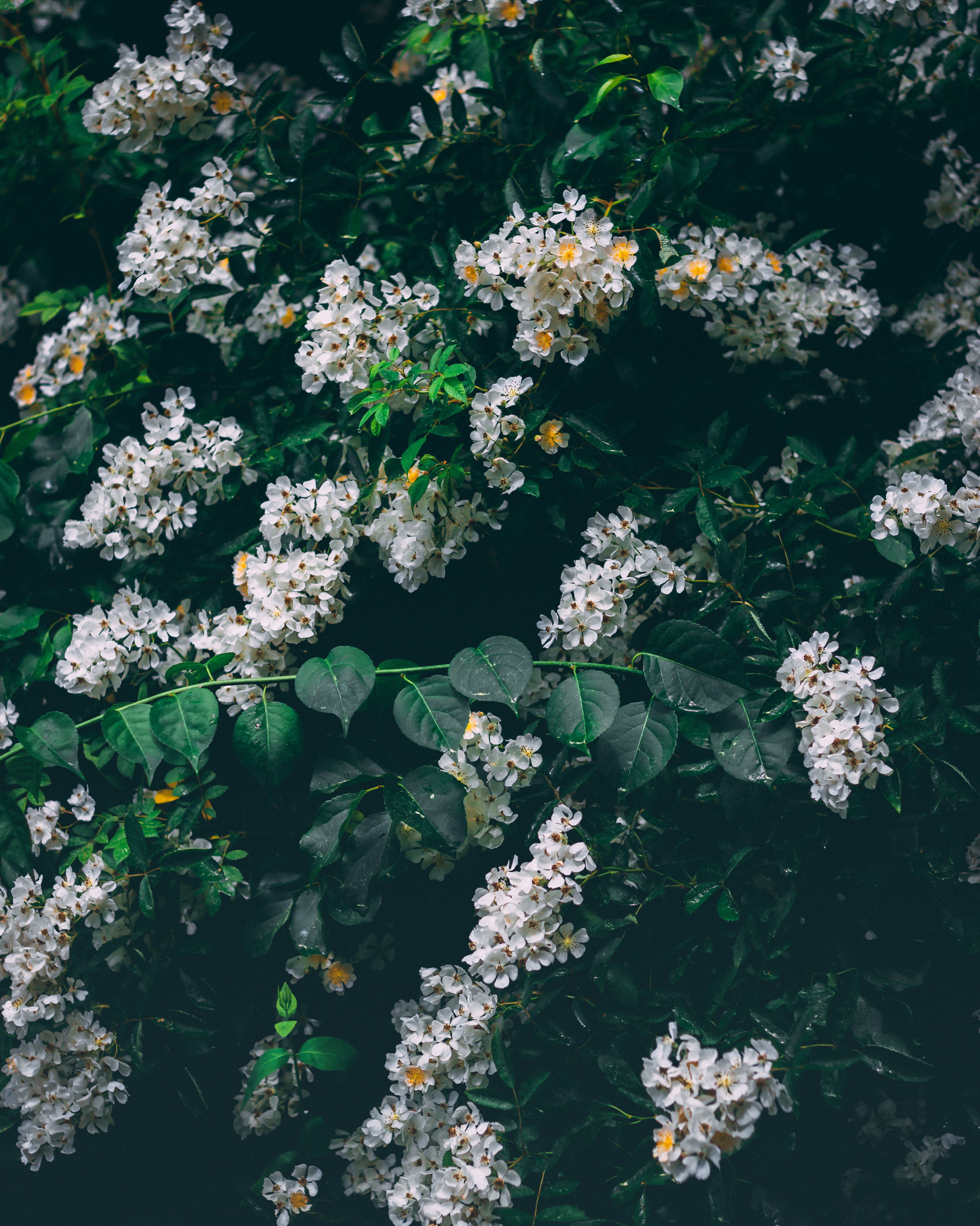 Phone Wallpaper bush, white, bloom, flowers