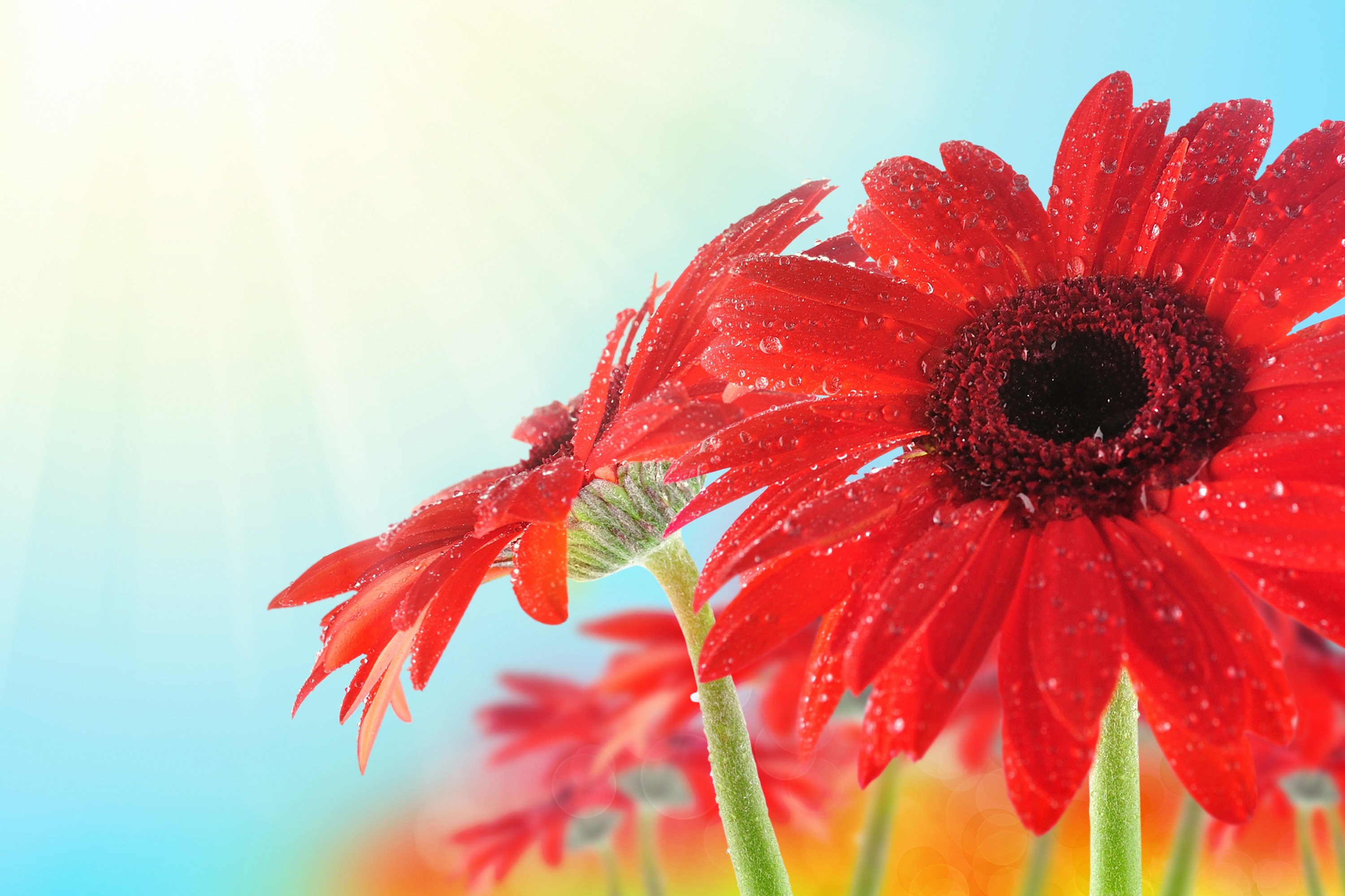 Mobile Wallpaper: Free HD Download [HQ] flower, macro, petals, drops