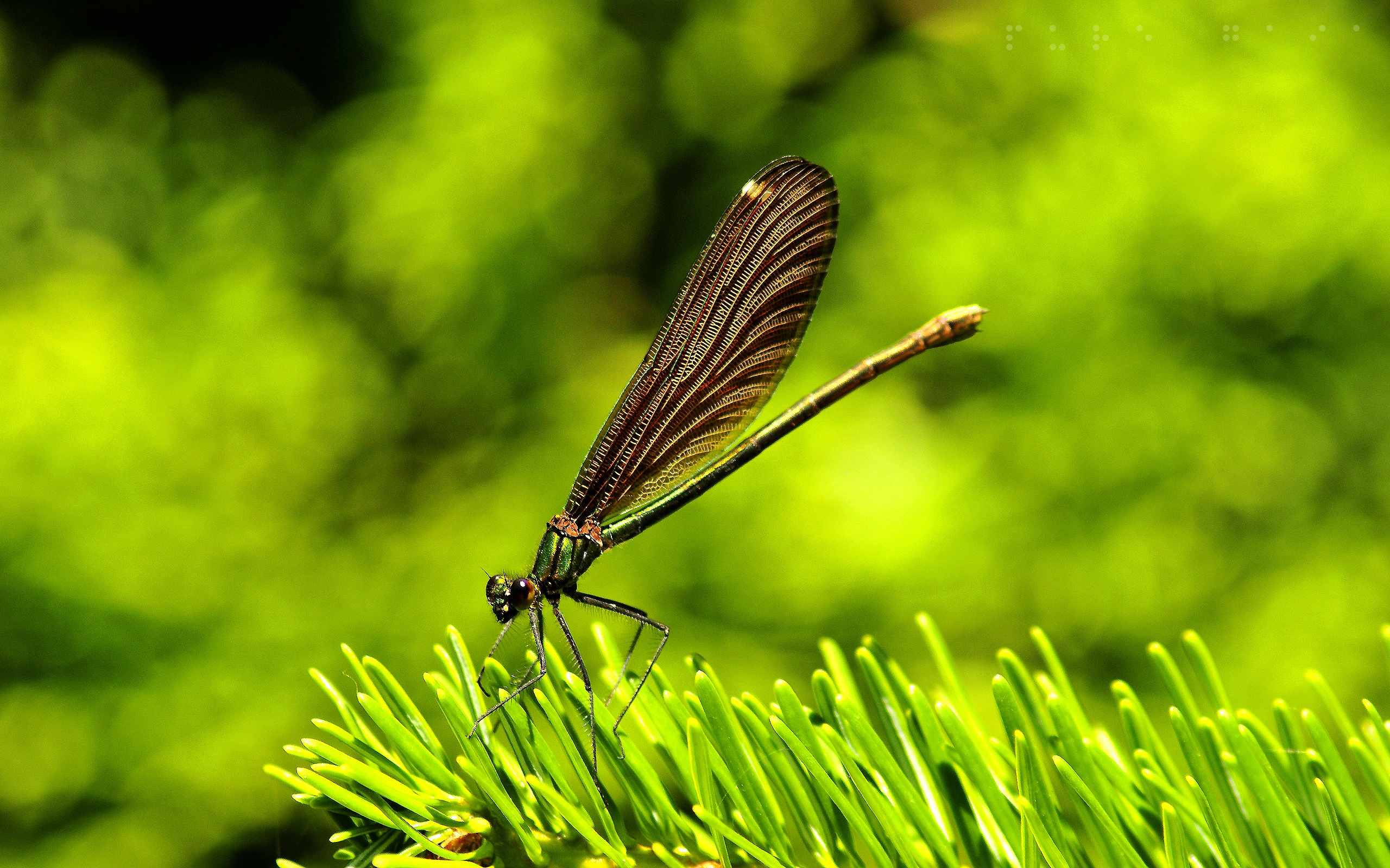 animal, dragonfly, insects wallpapers for tablet