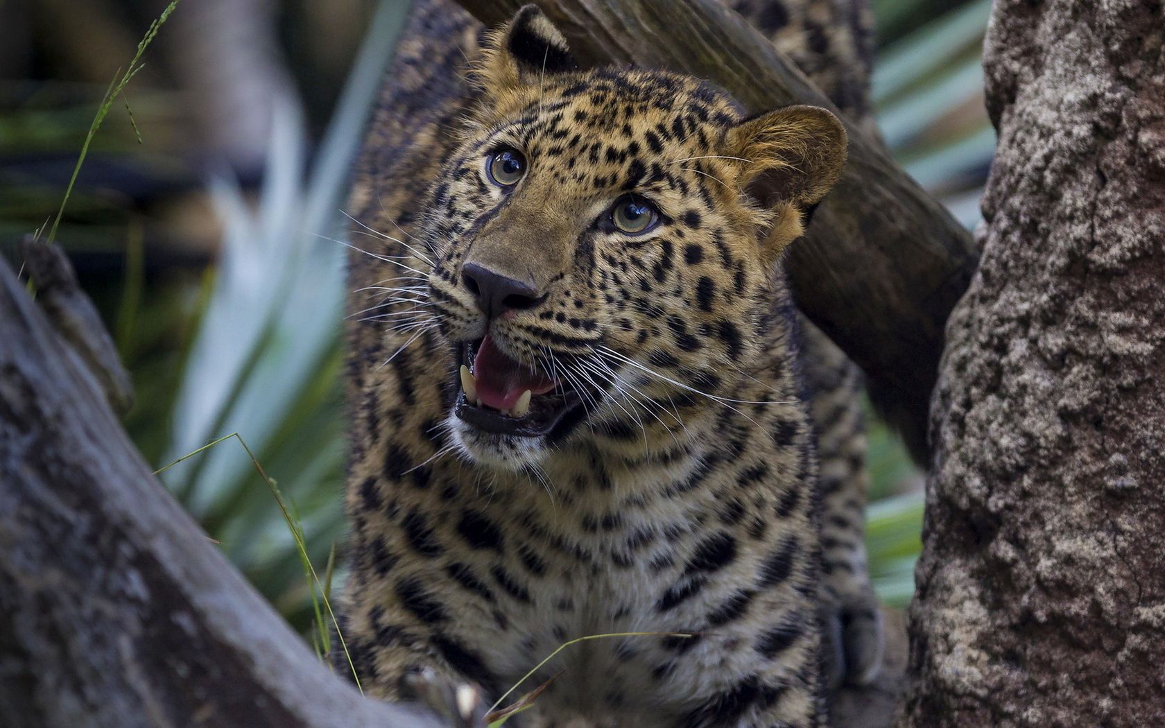121945 скачать обои леопард, хищник, агрессия, оскал, животные, большая кошка - заставки и картинки бесплатно