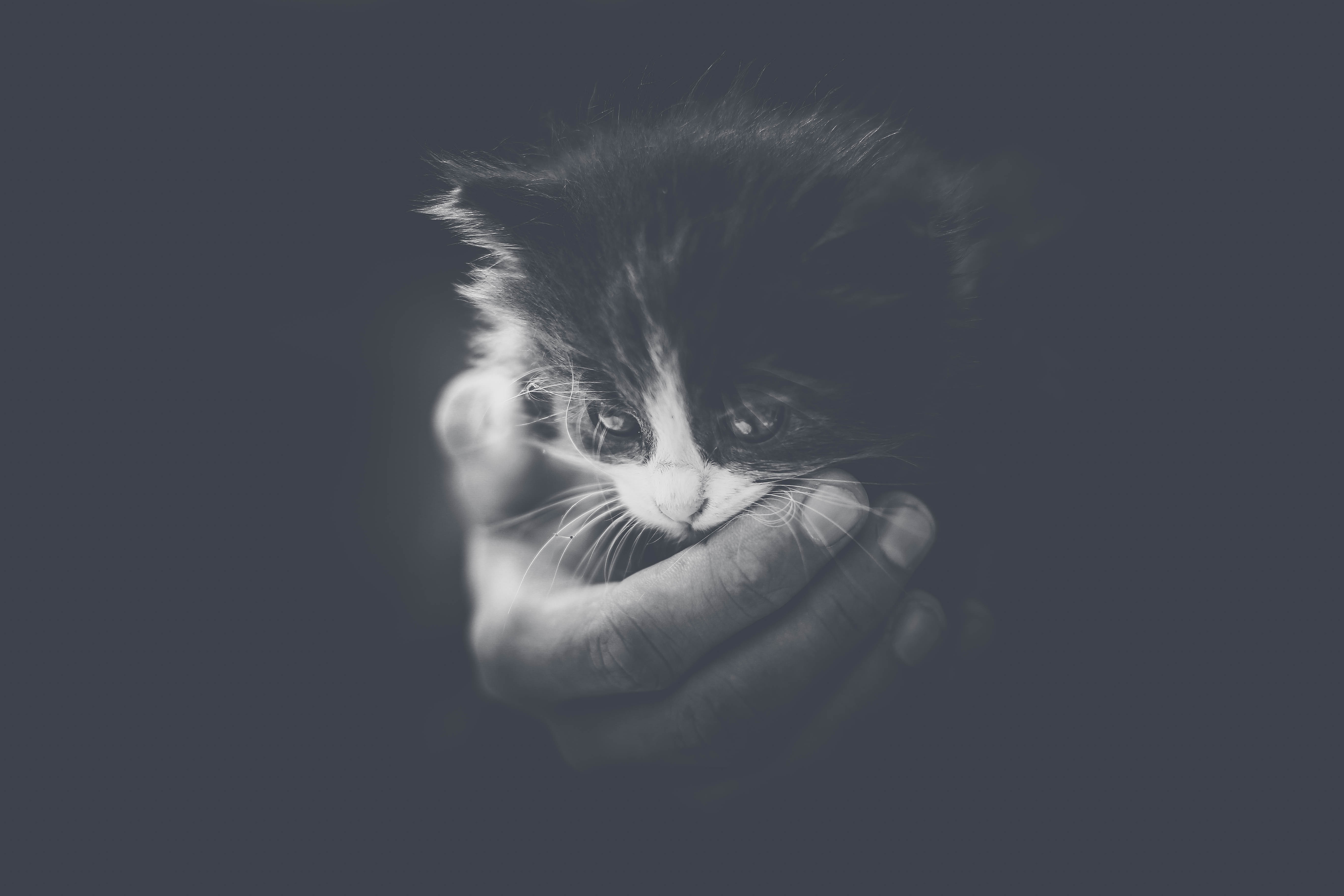 66927 download wallpaper animals, hand, cat, young, kitty, kitten, bw, chb, joey, small screensavers and pictures for free