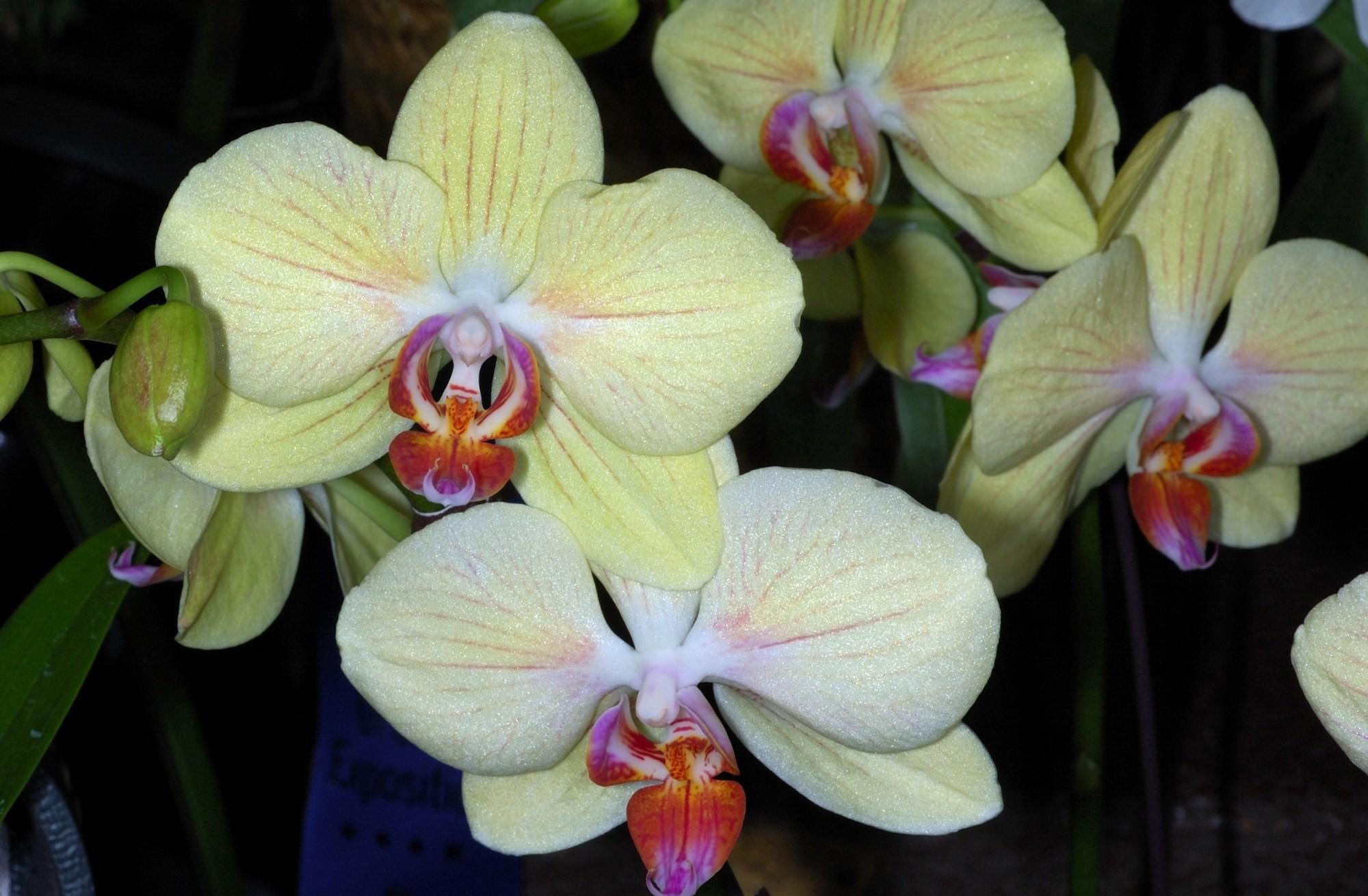 116550 Hintergrundbild herunterladen blumen, nahaufnahme, ast, zweig, nahansicht, orchideen - Bildschirmschoner und Bilder kostenlos