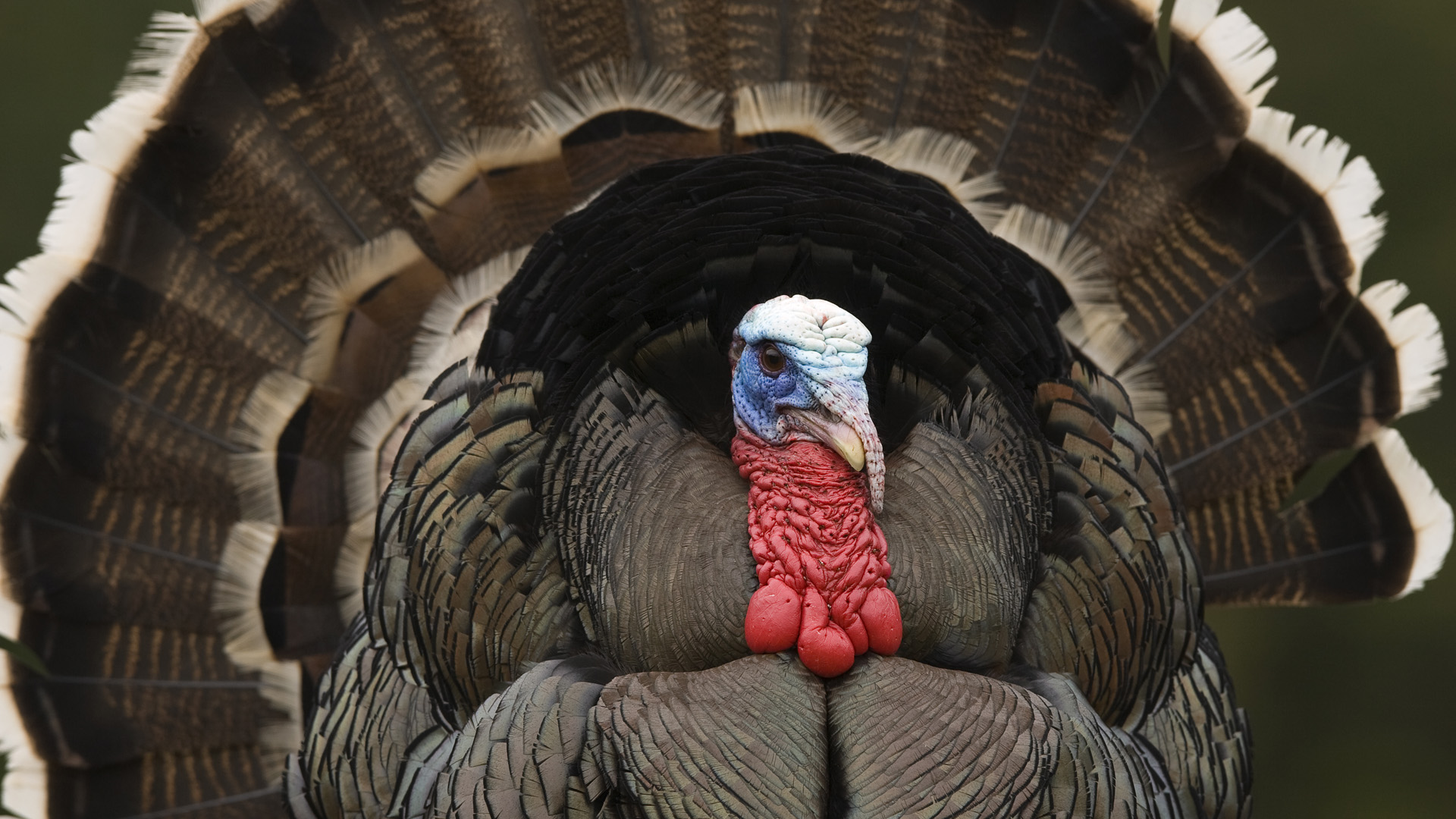 HD desktop wallpaper: Birds, Animal, Turkey download free picture #287345