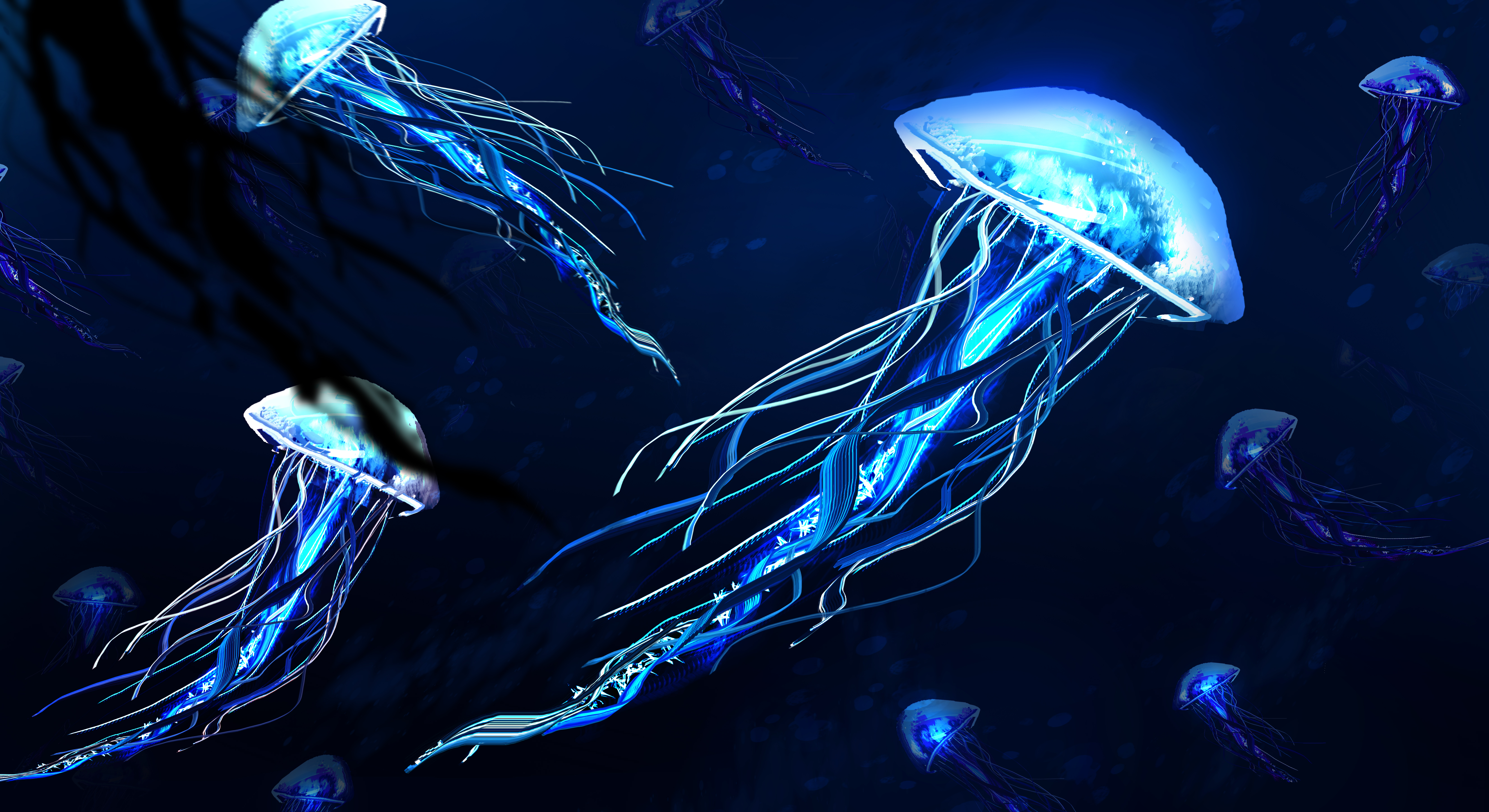 4K for PC  Jellyfish