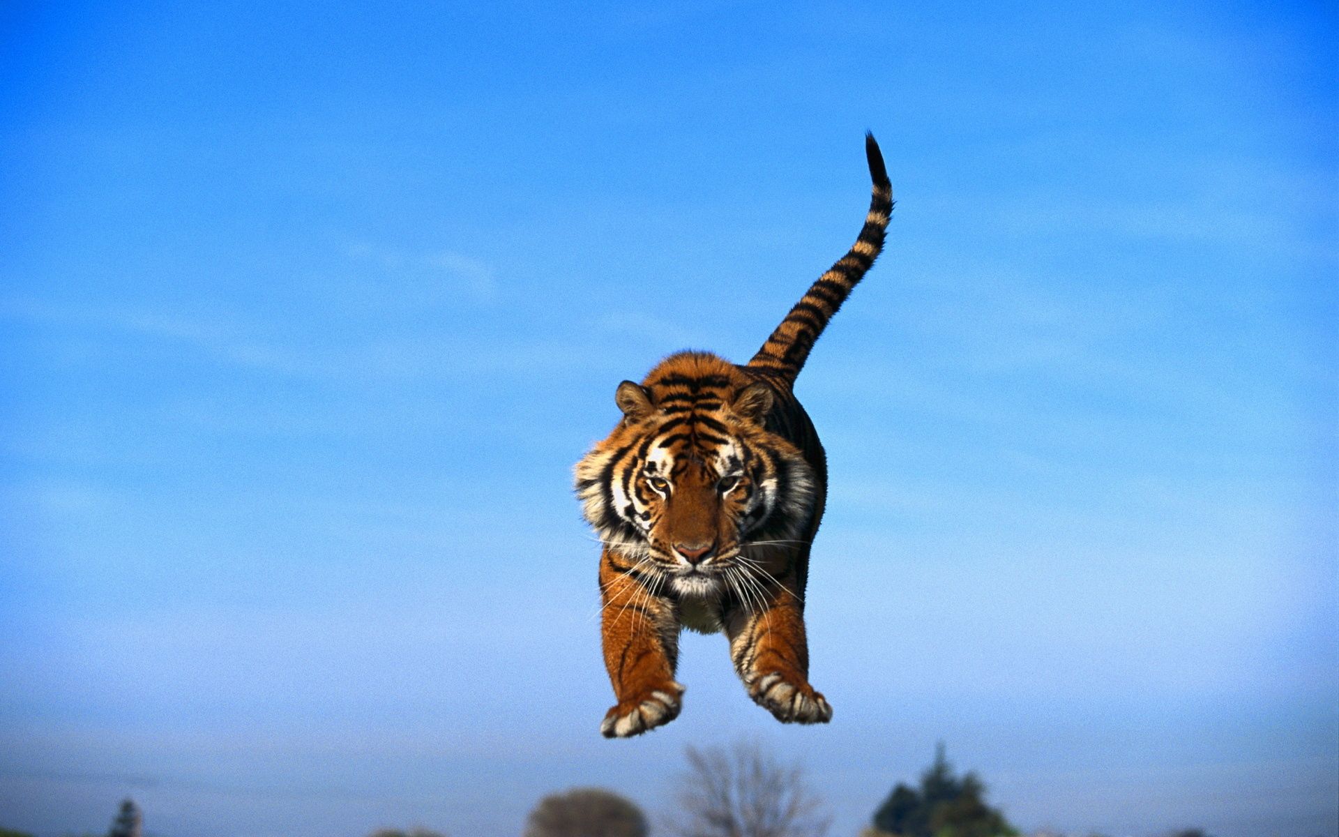 157704 скачать обои тигр в прыжке, животные, тигр, хищник, голубое небо - заставки и картинки бесплатно