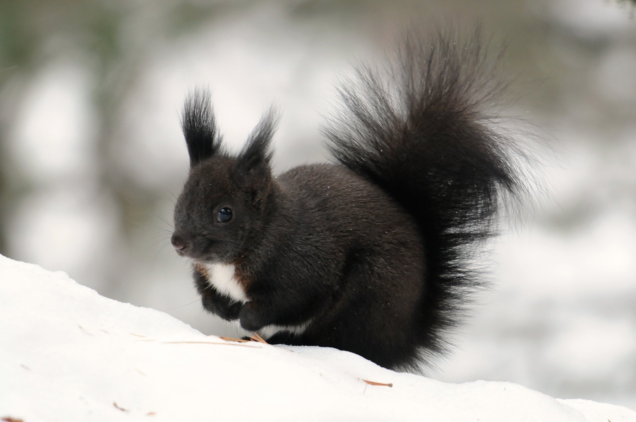 Laden Sie das Tiere, Winter, Eichhörnchen, Schnee, Flauschige, Farbe, Schwanz-Bild kostenlos auf Ihren PC-Desktop herunter