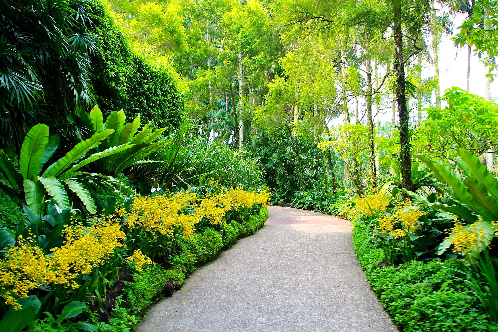 69160 Hintergrundbilder und Botanischer Garten Bilder auf dem Desktop. Laden Sie pfad, natur, bäume, singapur Bildschirmschoner kostenlos auf den PC herunter