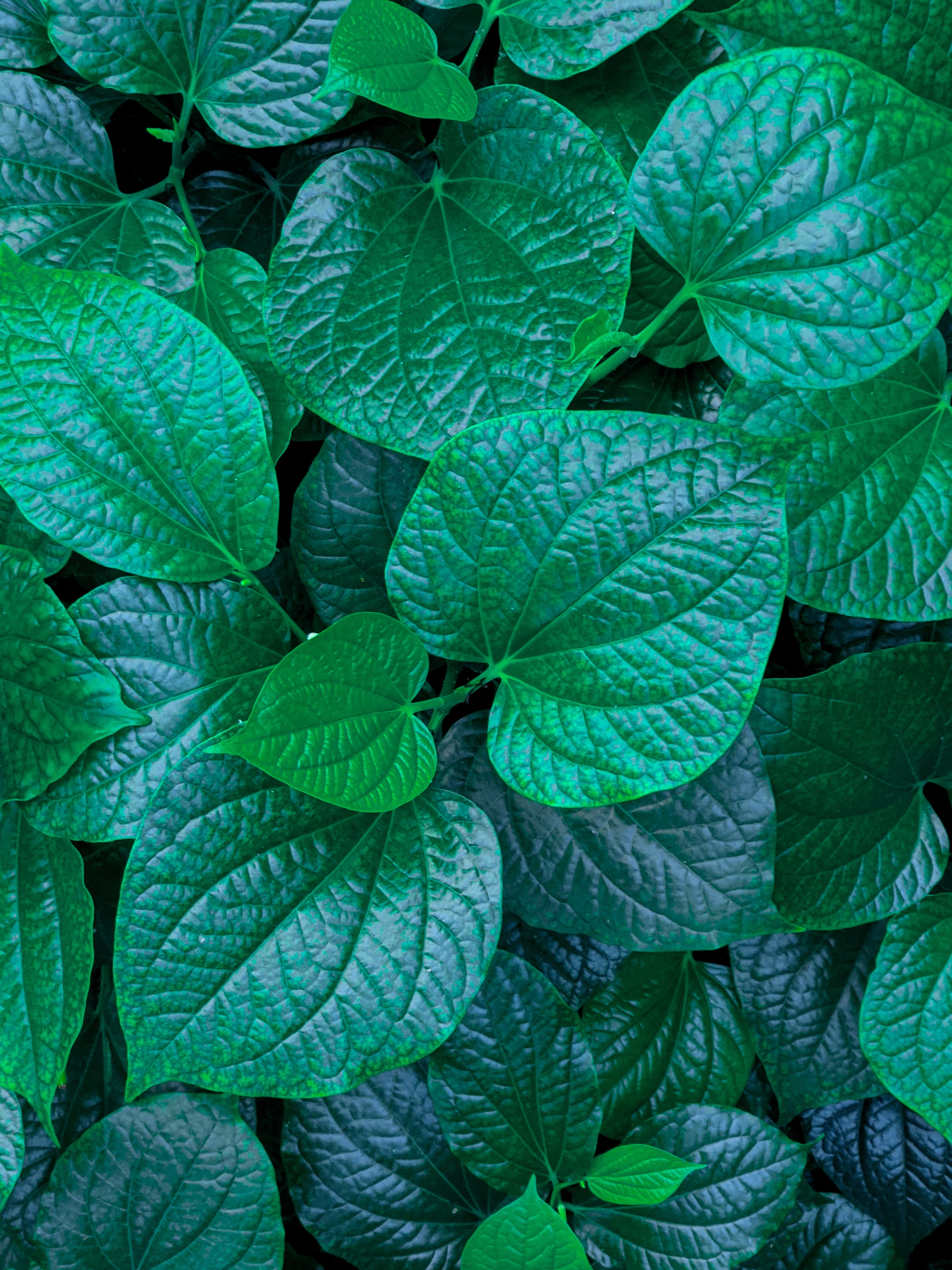 leaves, green, macro, veins cell phone wallpapers