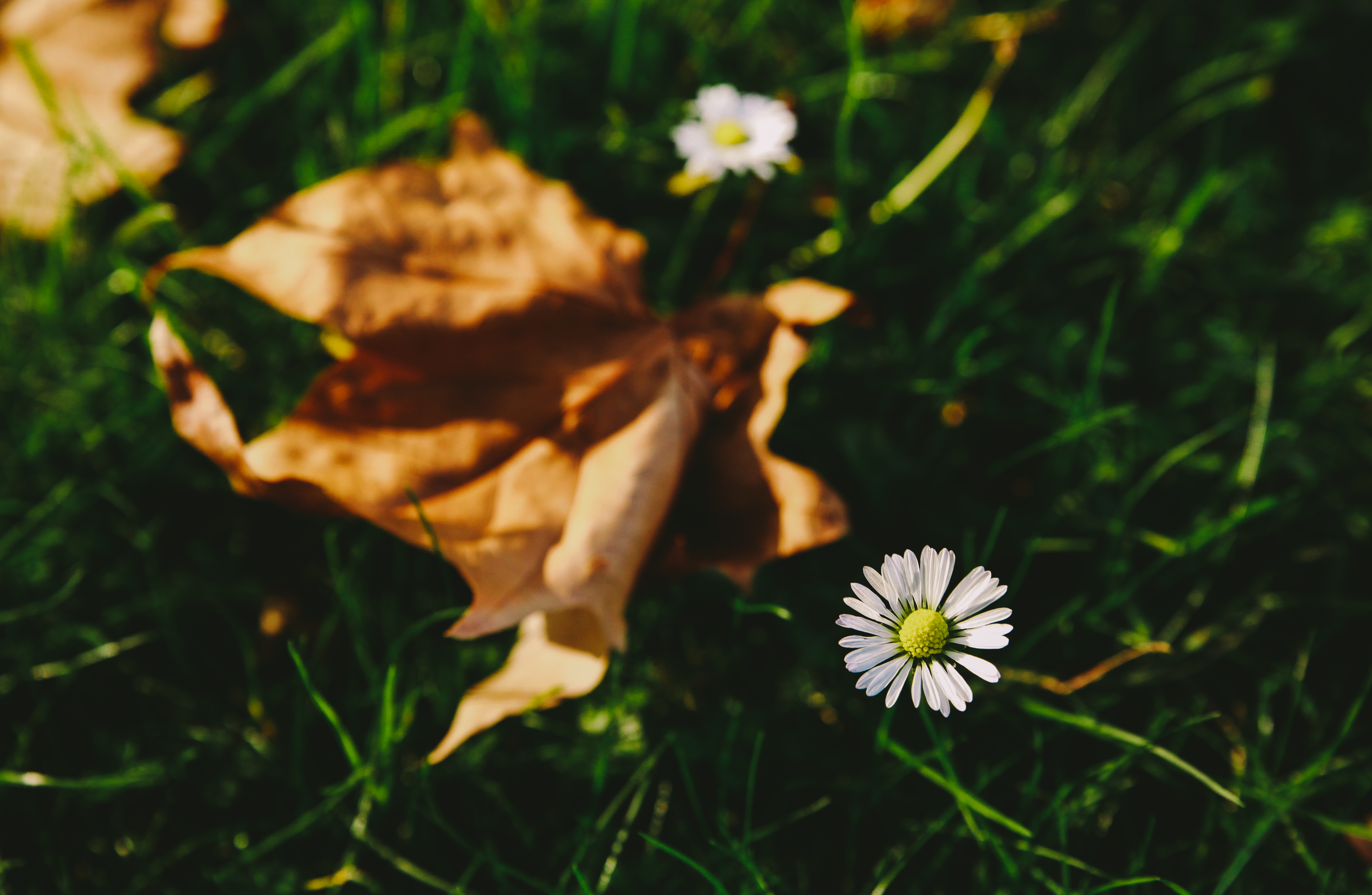 Laden Sie das Grass, Blume, Makro, Unschärfe, Glatt, Garten-Bild kostenlos auf Ihren PC-Desktop herunter