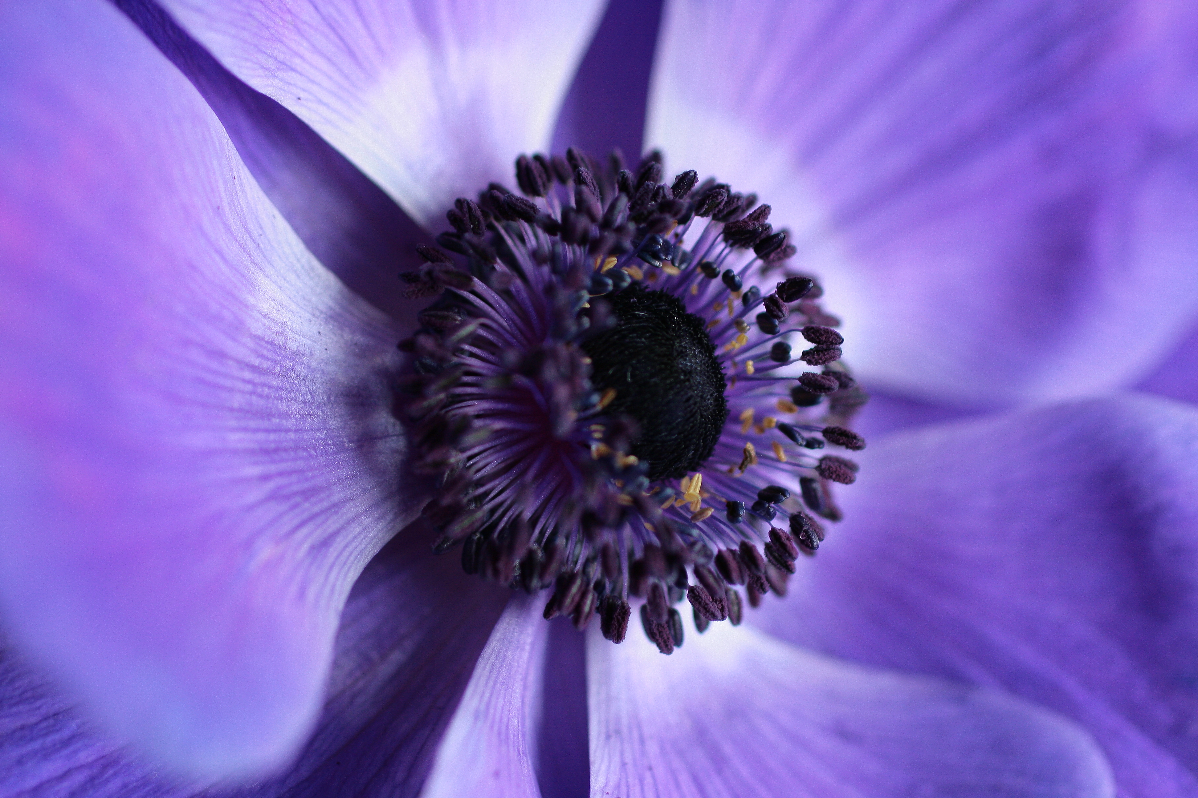 purple, macro, close-up, flower Violet HQ Background Images