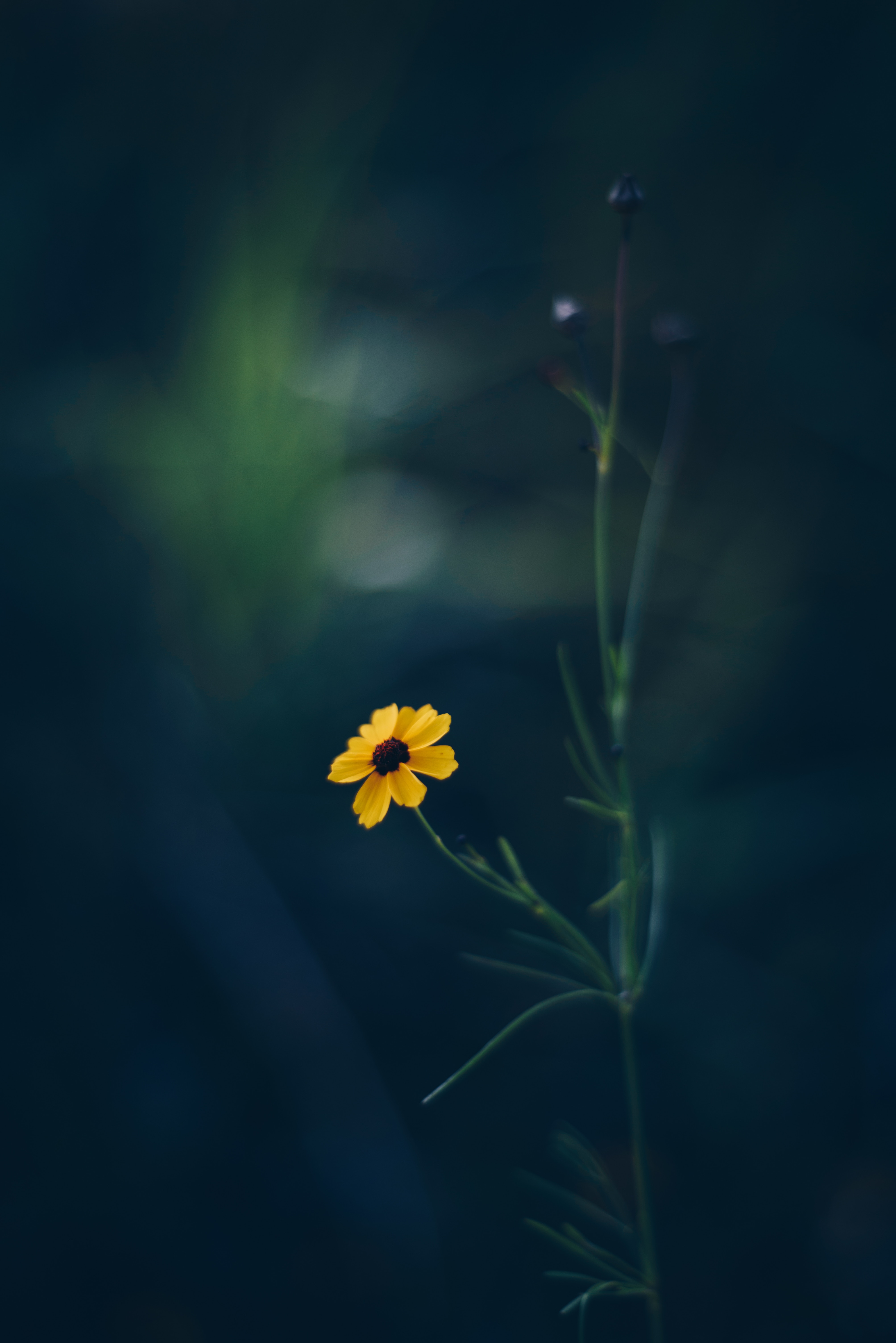 smooth, flowers, yellow, flower, blur, kosmeya, cosmos Full HD