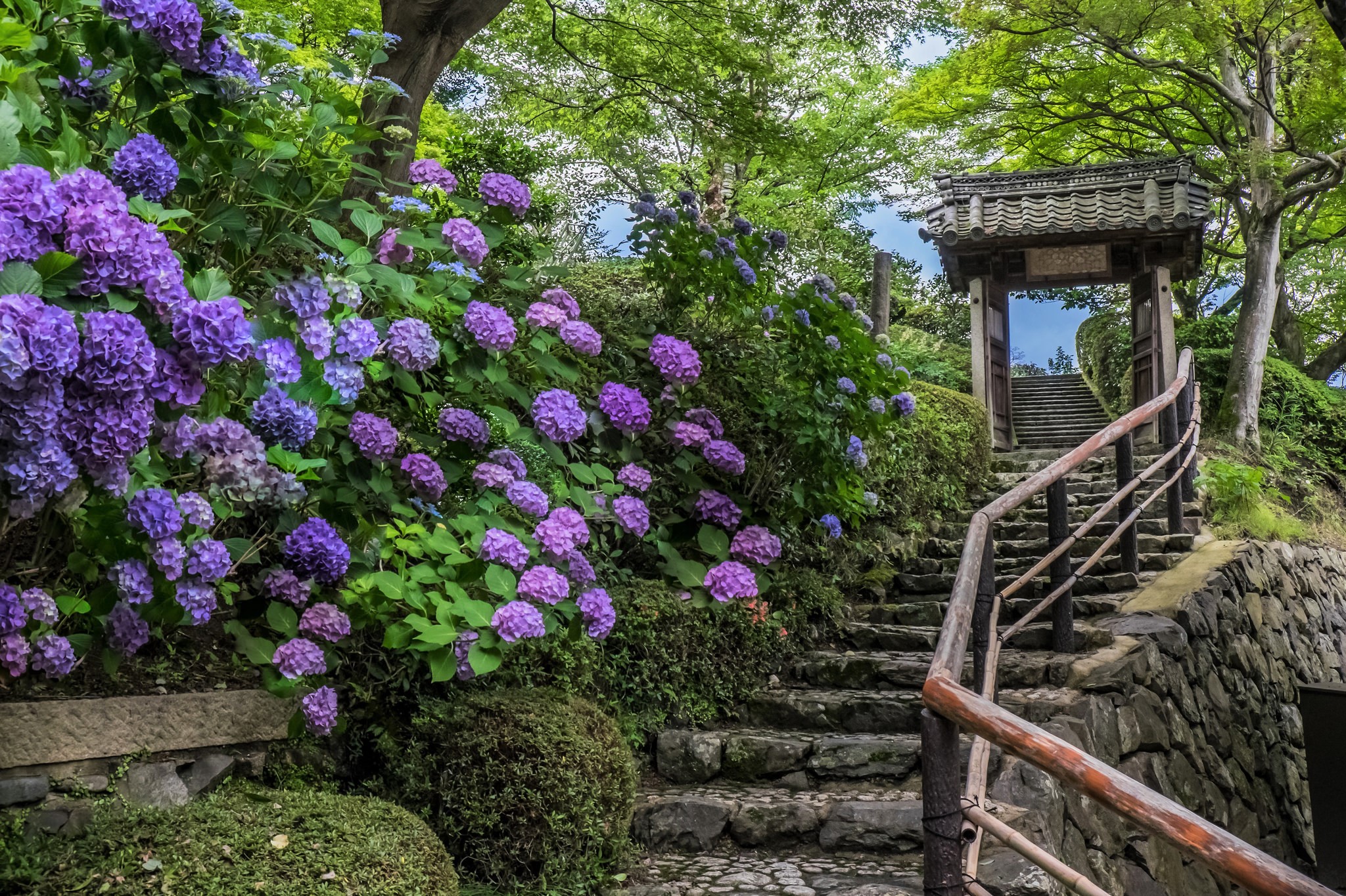 park, spring, hydrangea, steps, stairs, man made, purple flower, flower