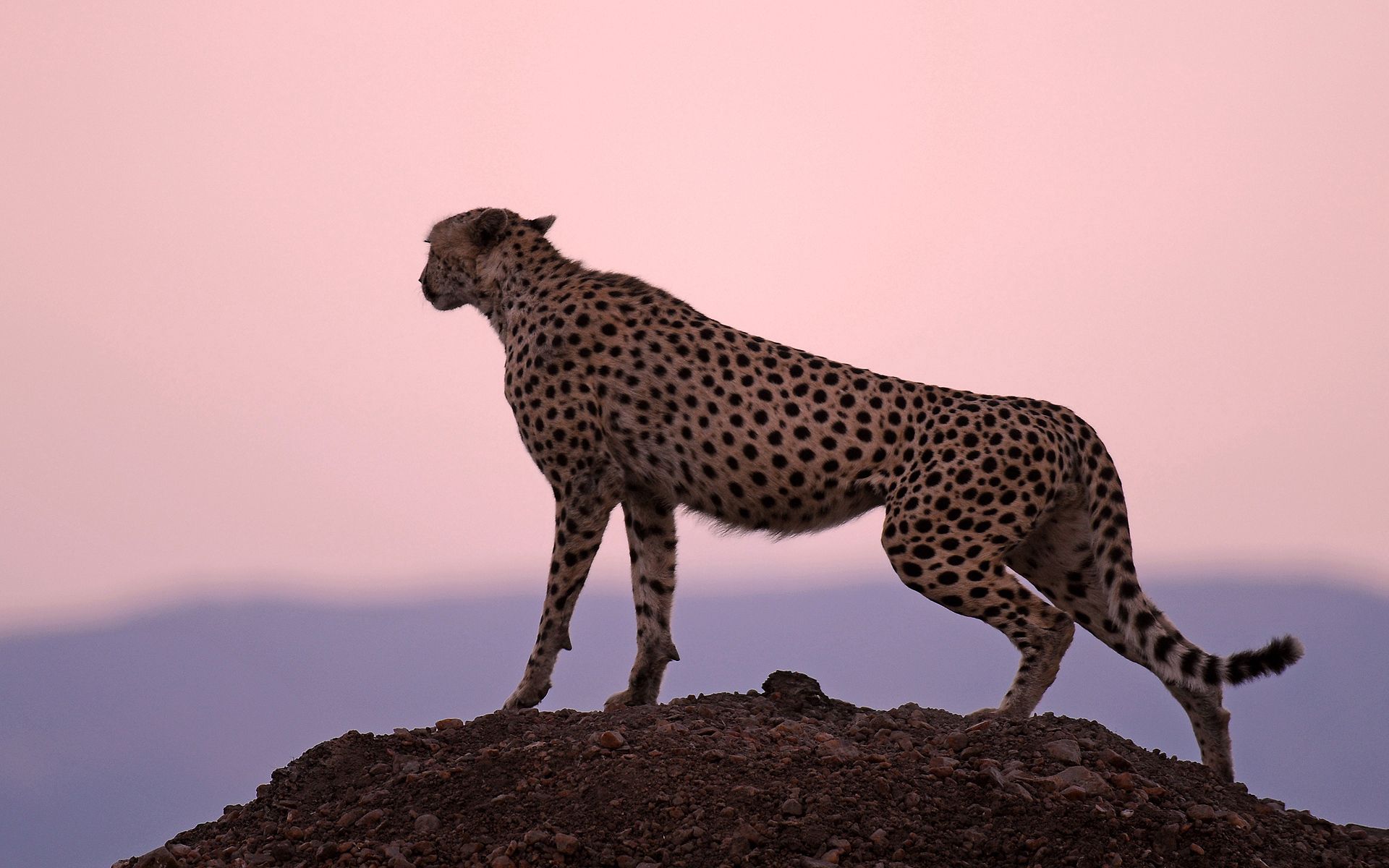 Laden Sie das Tiere, Sunset, Sky, Horizont, Raubtier, Predator, Gepard-Bild kostenlos auf Ihren PC-Desktop herunter