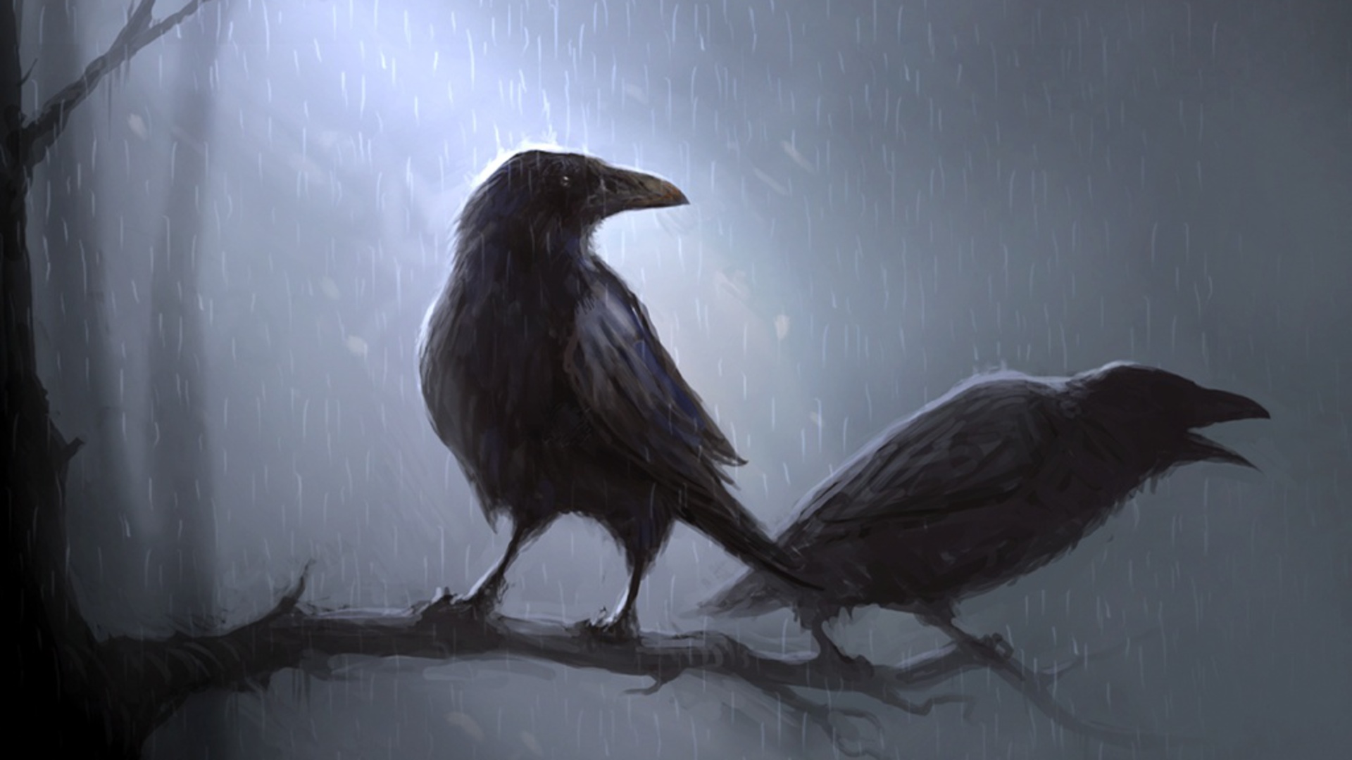crow, animal collection of HD images