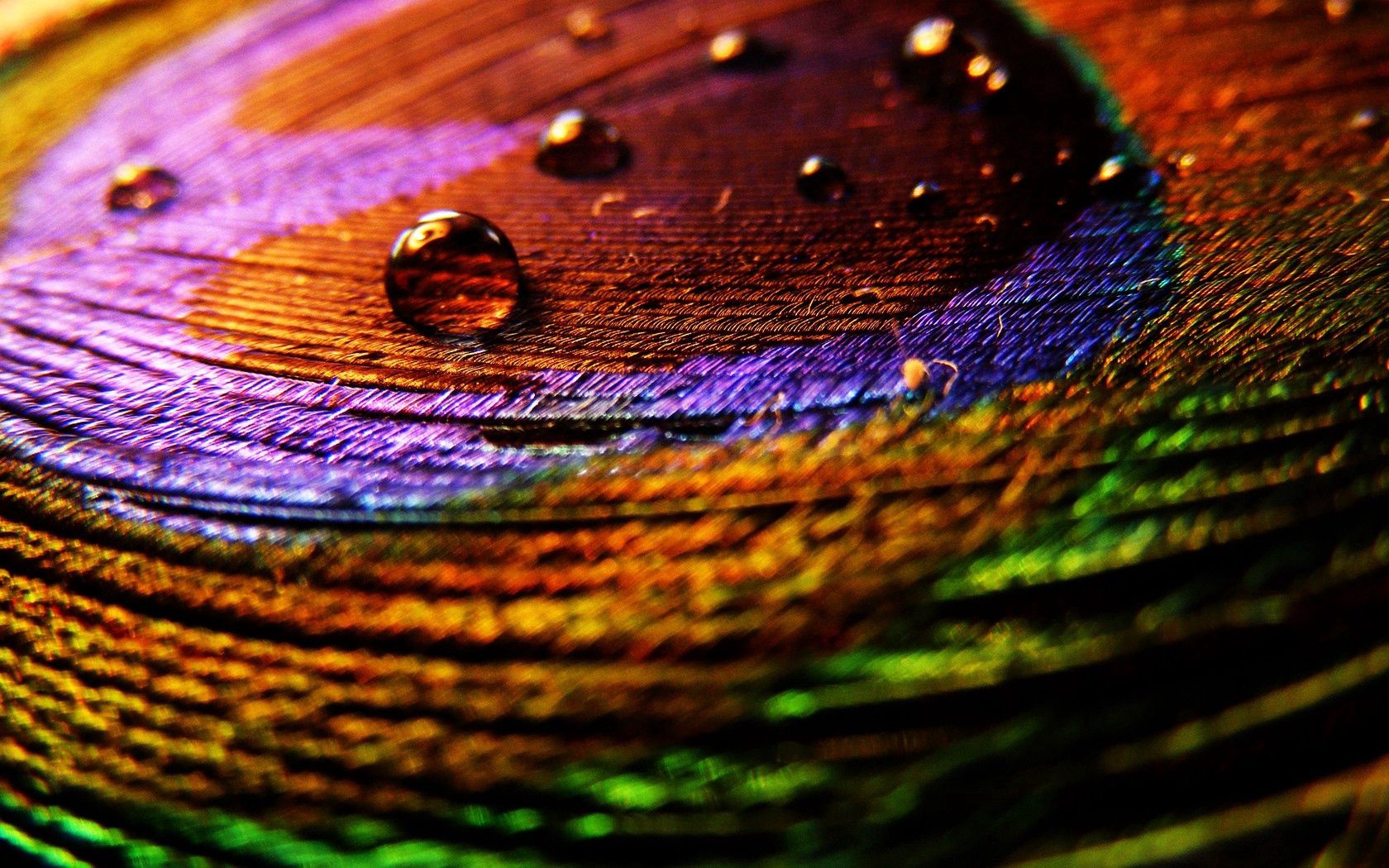 HD photos motley, multicolored, feather, drops