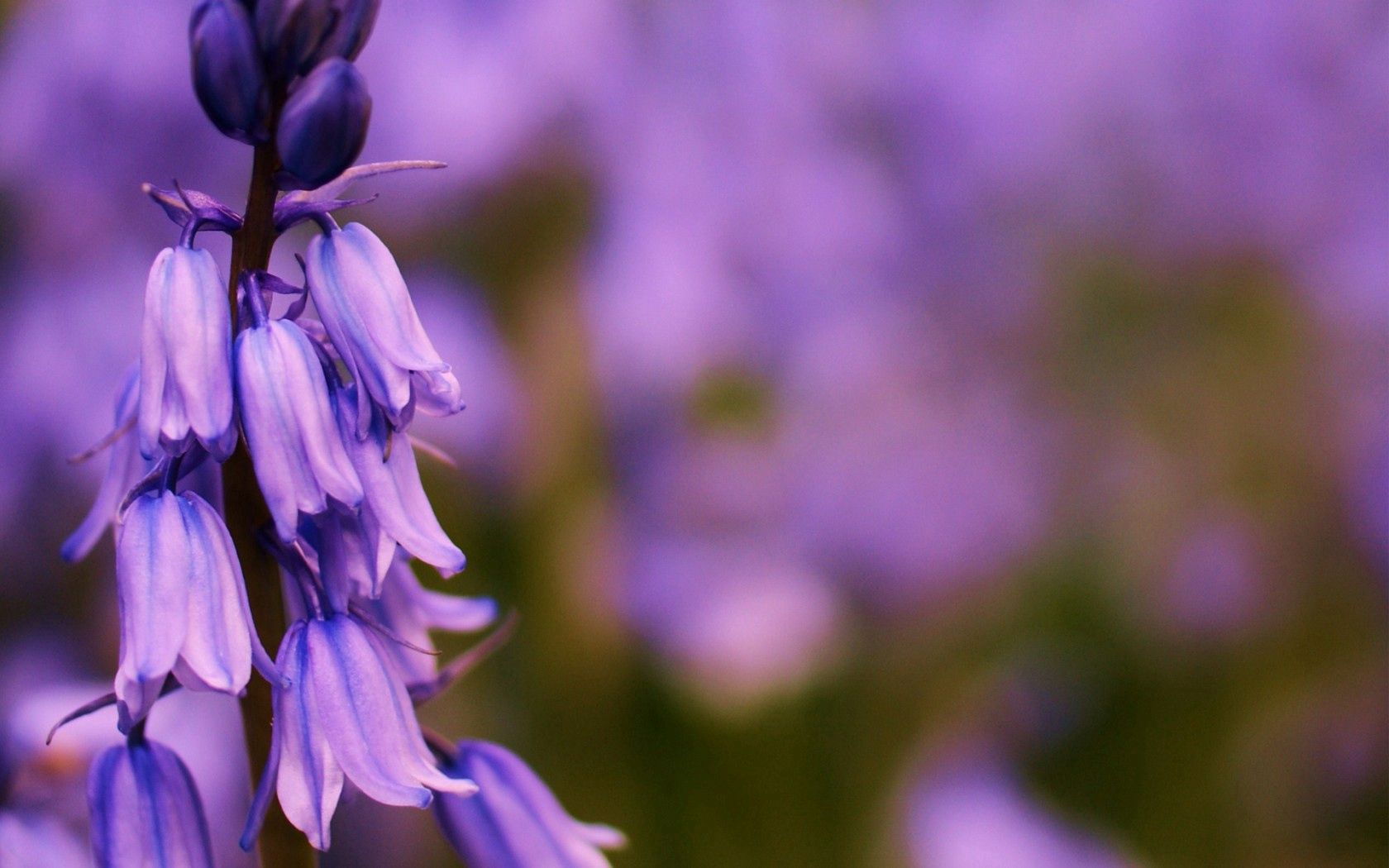 87413 Screensavers and Wallpapers Bluebells for phone. Download lilac, summer, bluebells, flower, macro, field, focus pictures for free