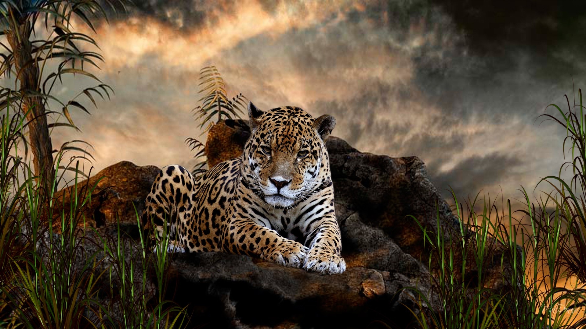 HD desktop wallpaper: Cats, Jaguar, Animal download free picture #301347