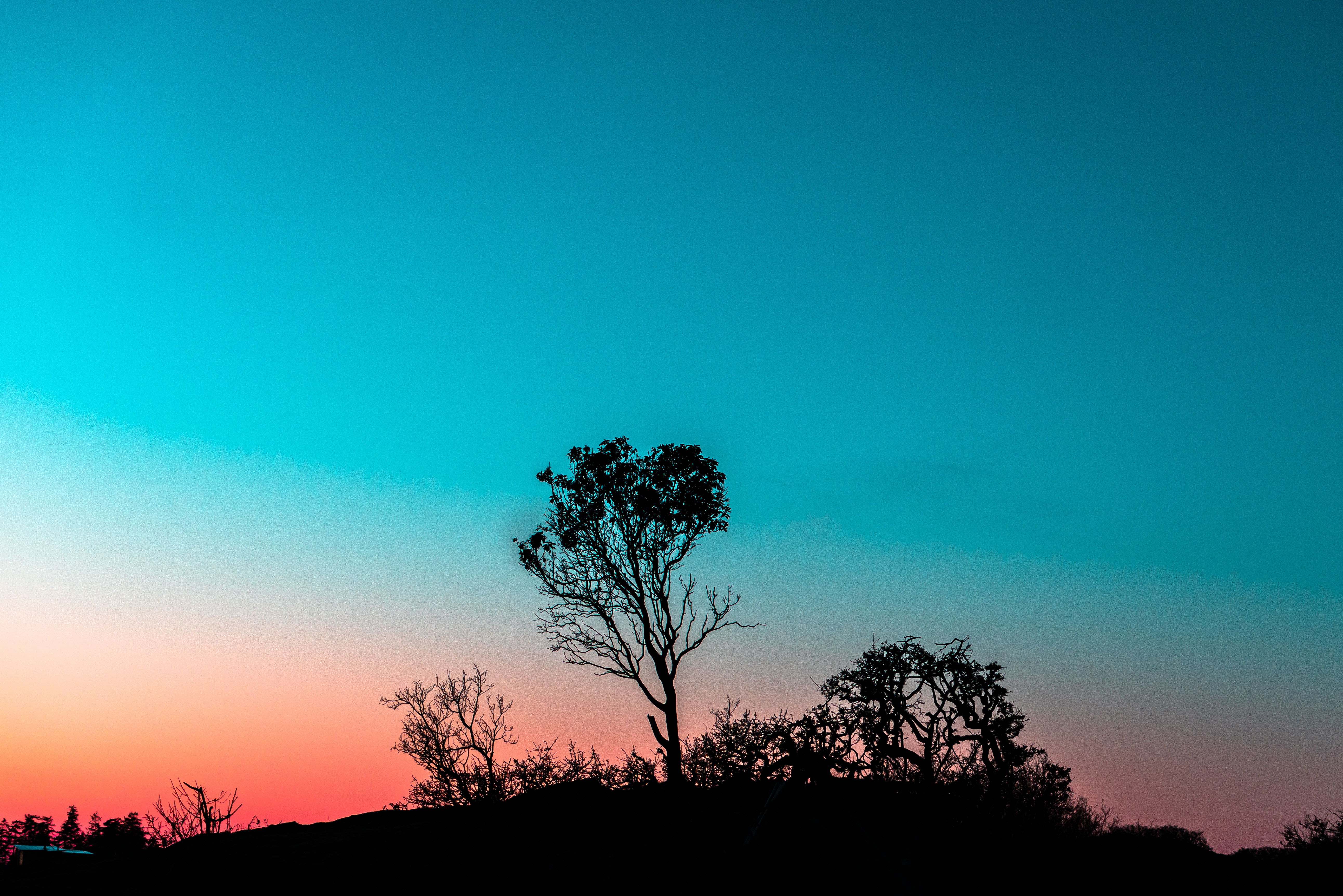Cool HD Wallpaper tree, twilight, bush, nature