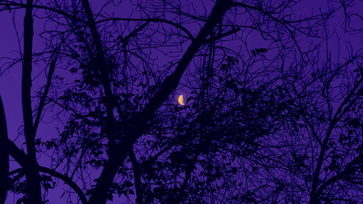 Download free mobile wallpaper Trees, Sky, Night, Moon, Violet, Dark, Purpl...