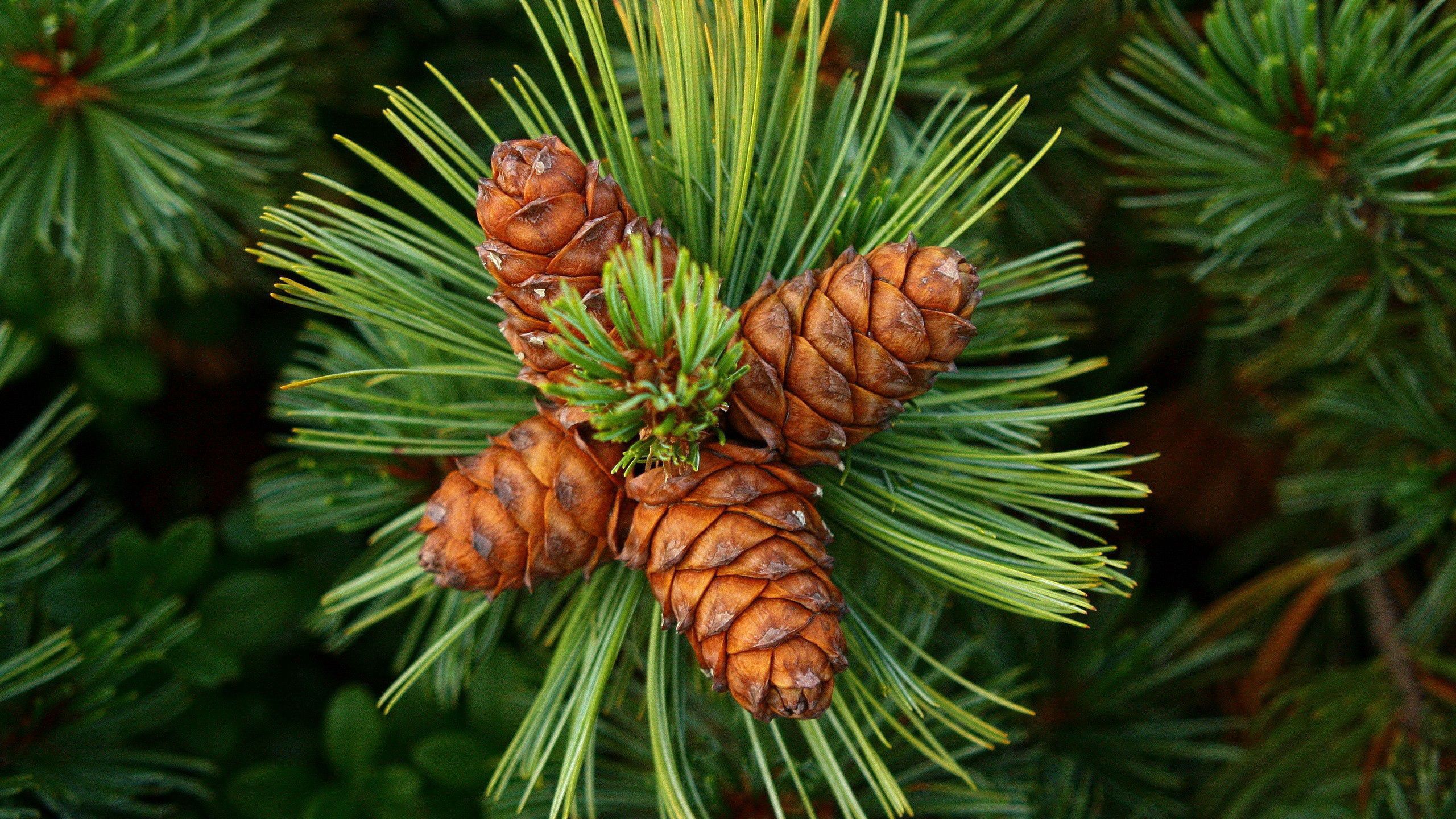 iPhone background spruce, cones, nature, thorns