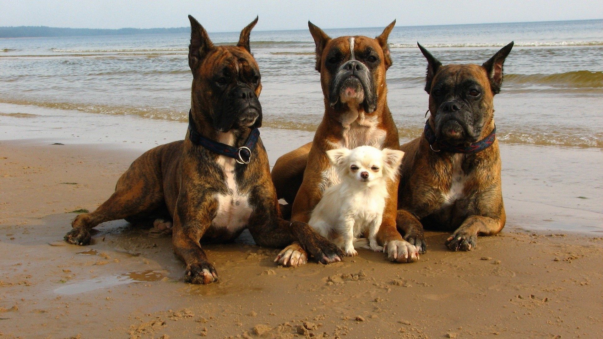 Handy-Wallpaper Hunde, Tiere, Strand, Pflege, Schutz kostenlos herunterladen.