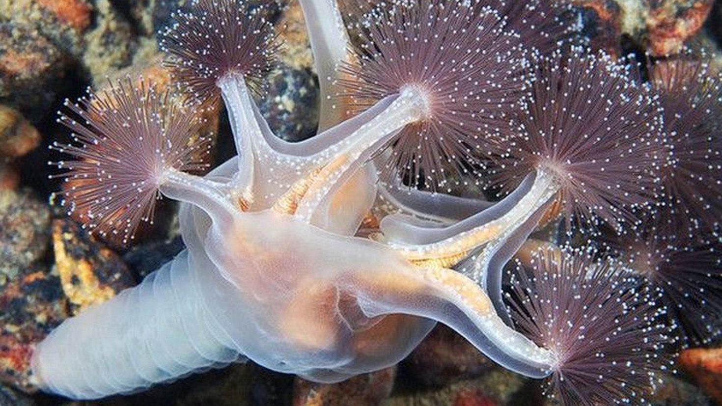 Необычные растения и животные океана. Люцернария медуза. Сидячая медуза люцернария. Северный Ледовитый океан подводный мир. Люцернария (Lucernaria quadricornis).