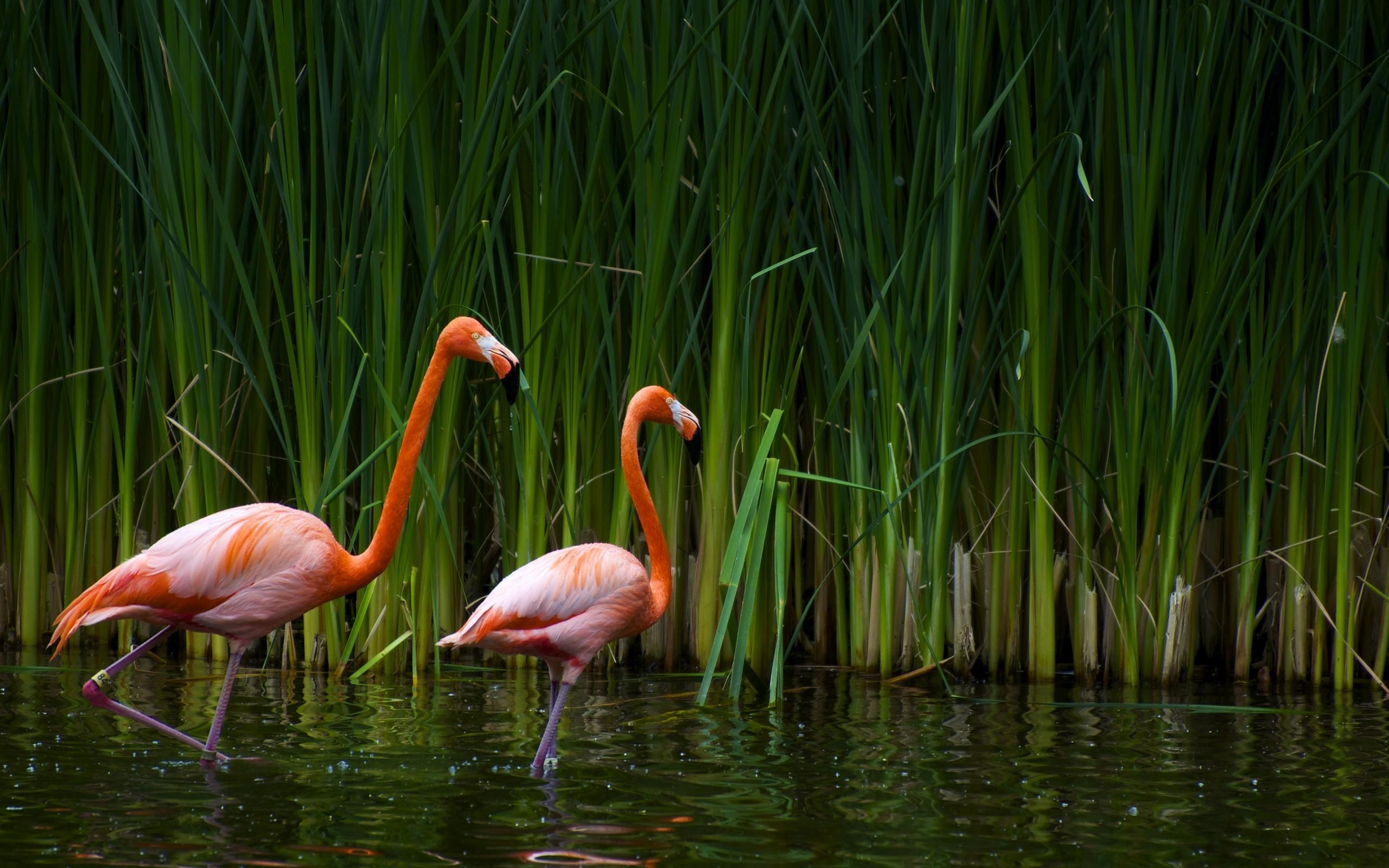 38790 Hintergrundbilder und Flamingo Bilder auf dem Desktop. Laden Sie vögel, schwarz, tiere Bildschirmschoner kostenlos auf den PC herunter