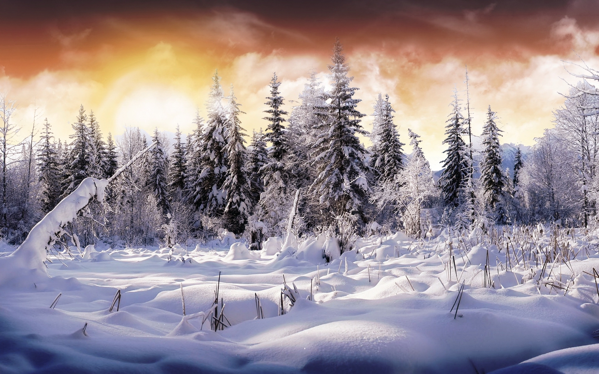 Handy-Wallpaper Landschaft, Winter, Natur, Bäume, Schnee, Tannenbaum kostenlos herunterladen.