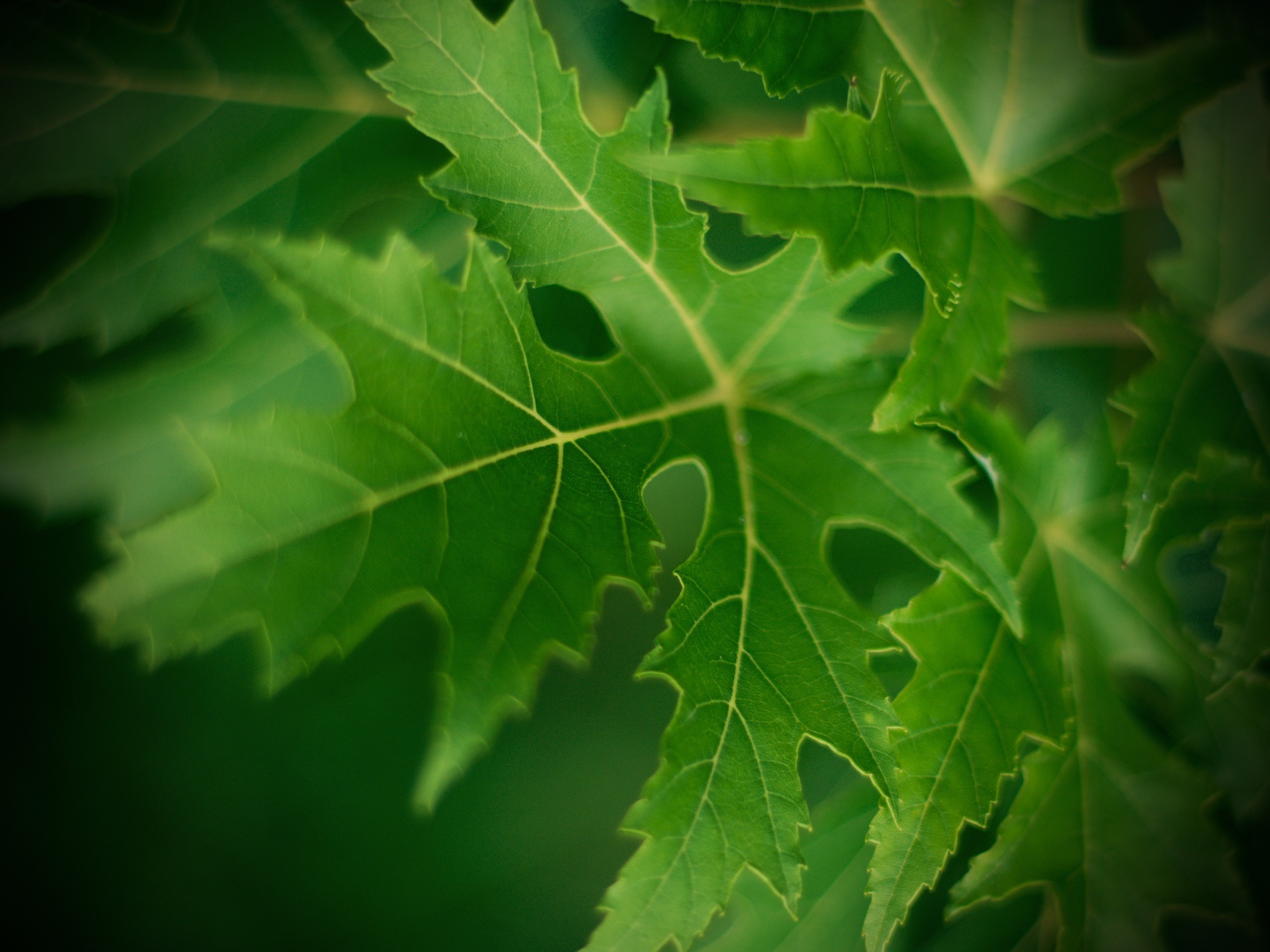 macro, leaf, green Free HD pic