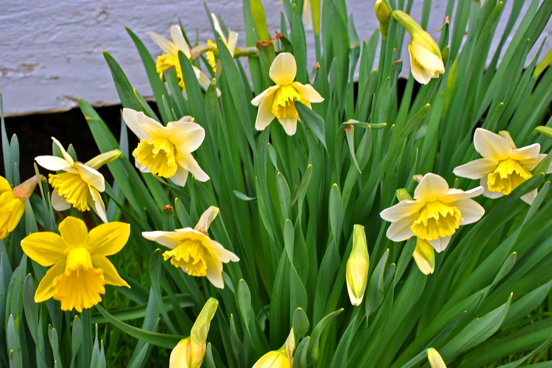 flowers, narcissussi, greens, flower bed, flowerbed, spring Full HD
