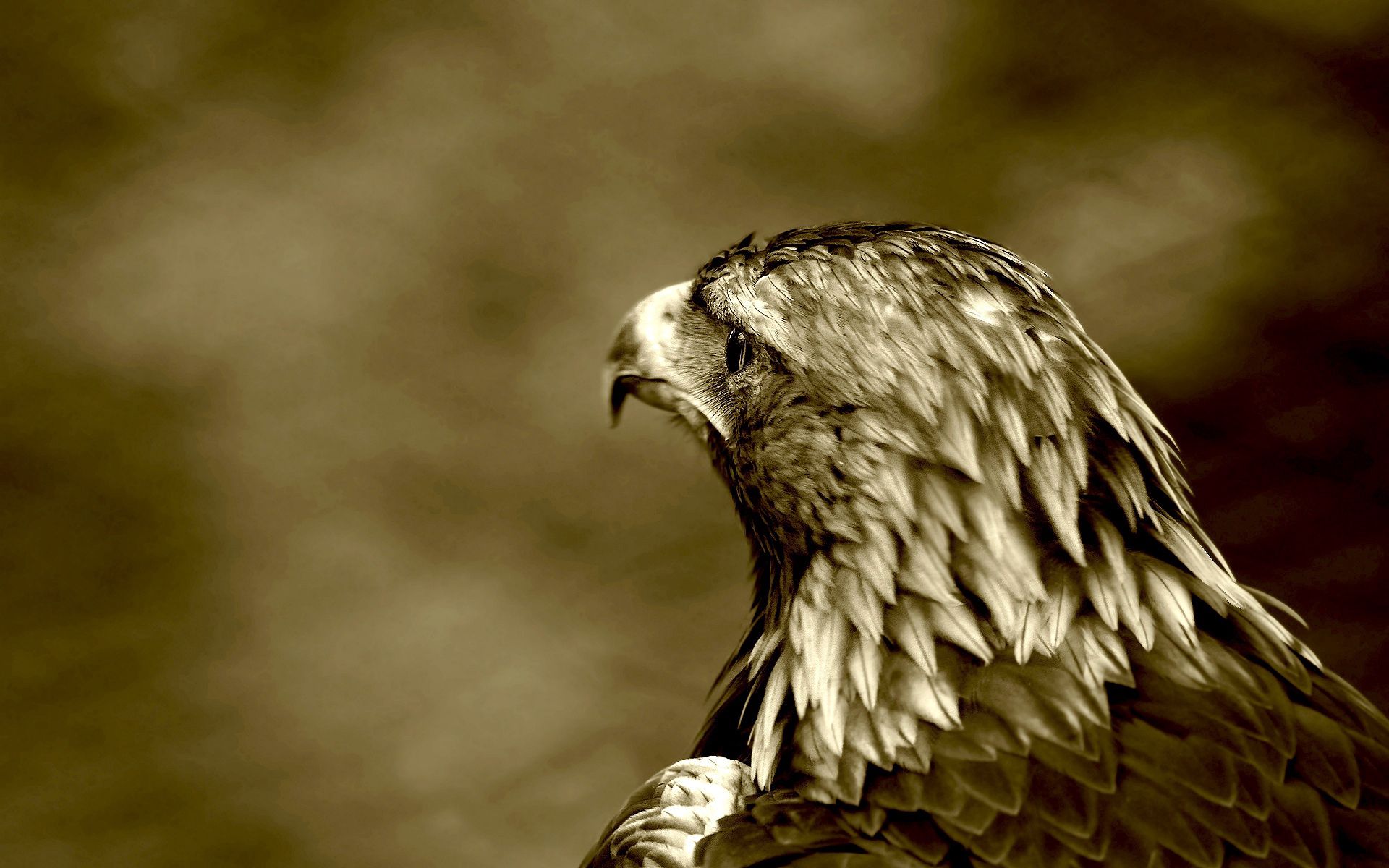 Bird animals, eagle, predatory gaze, predatory look Lock Screen