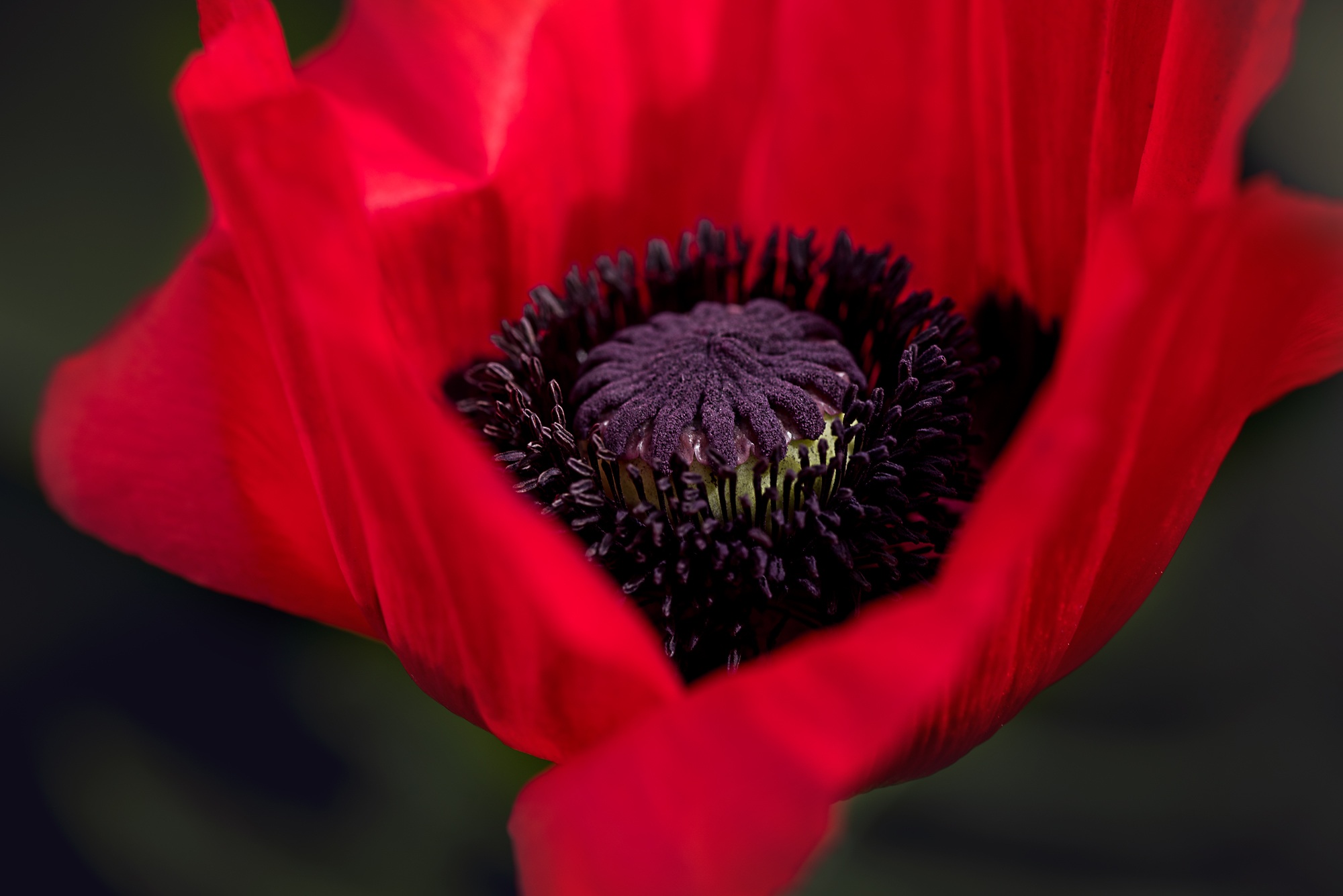 poppy, petals, macro 4K iPhone