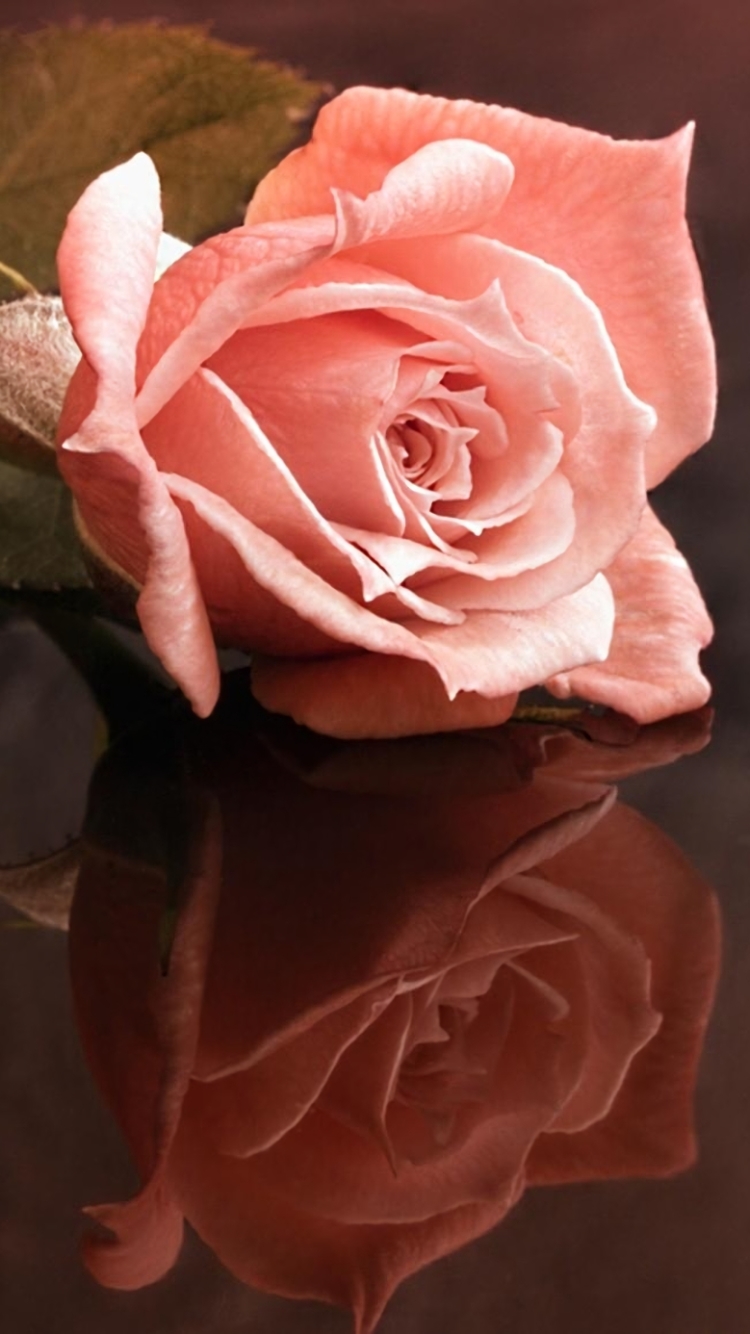 Free HD, 4K, 32K, Ultra HD flower, pink rose, reflection, earth