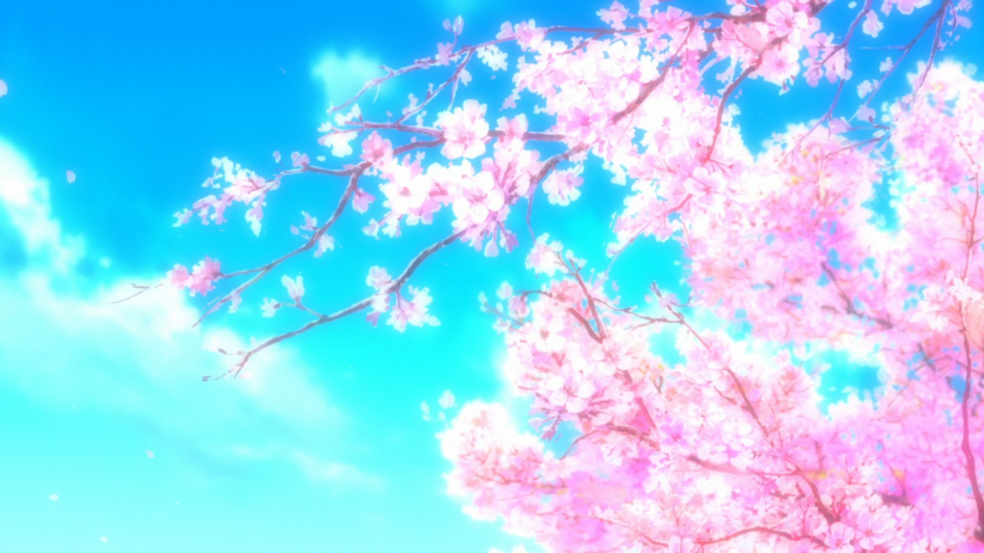  Sakura HQ Background Images