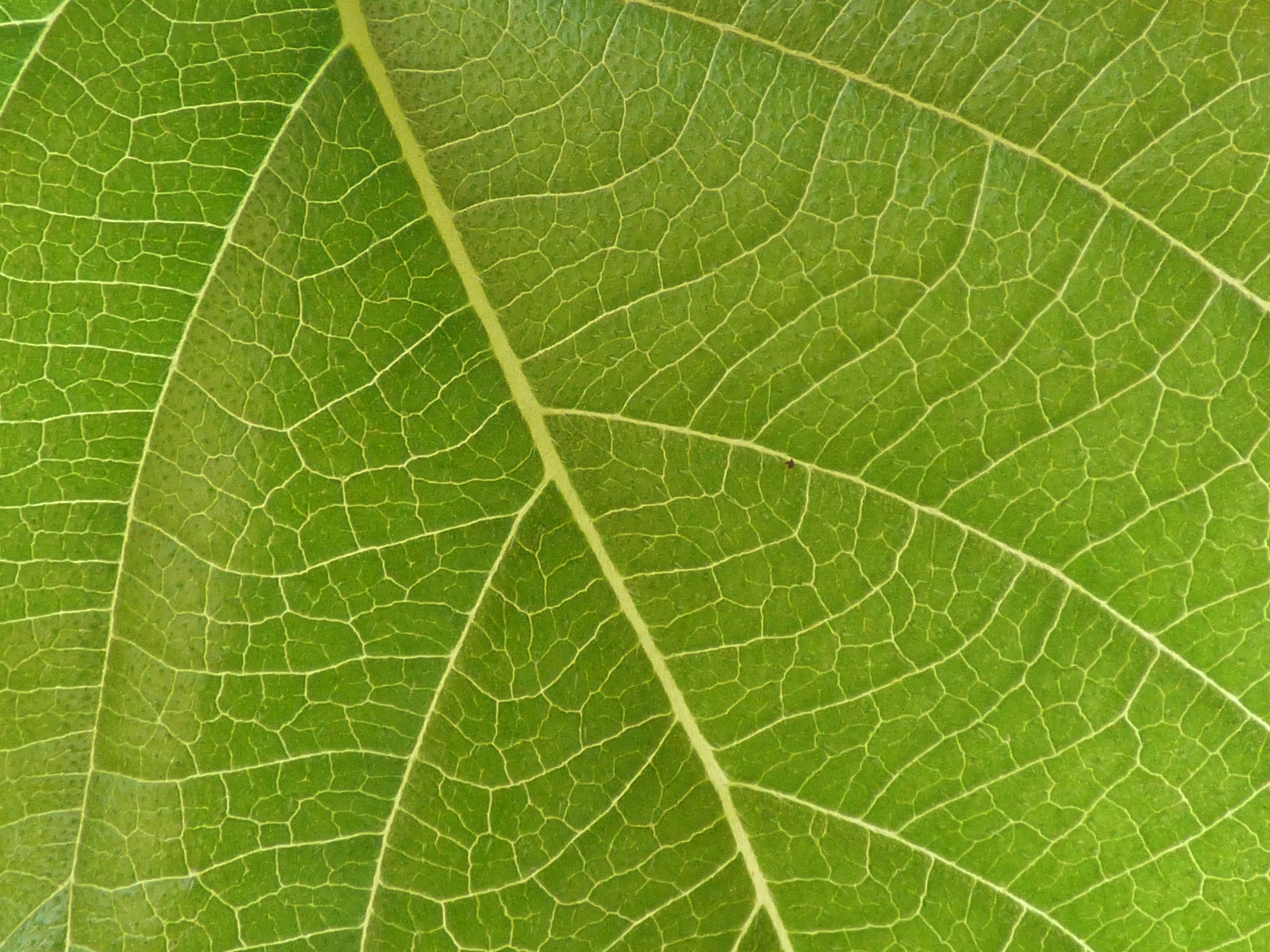 green, macro, surface, leaflet, veins