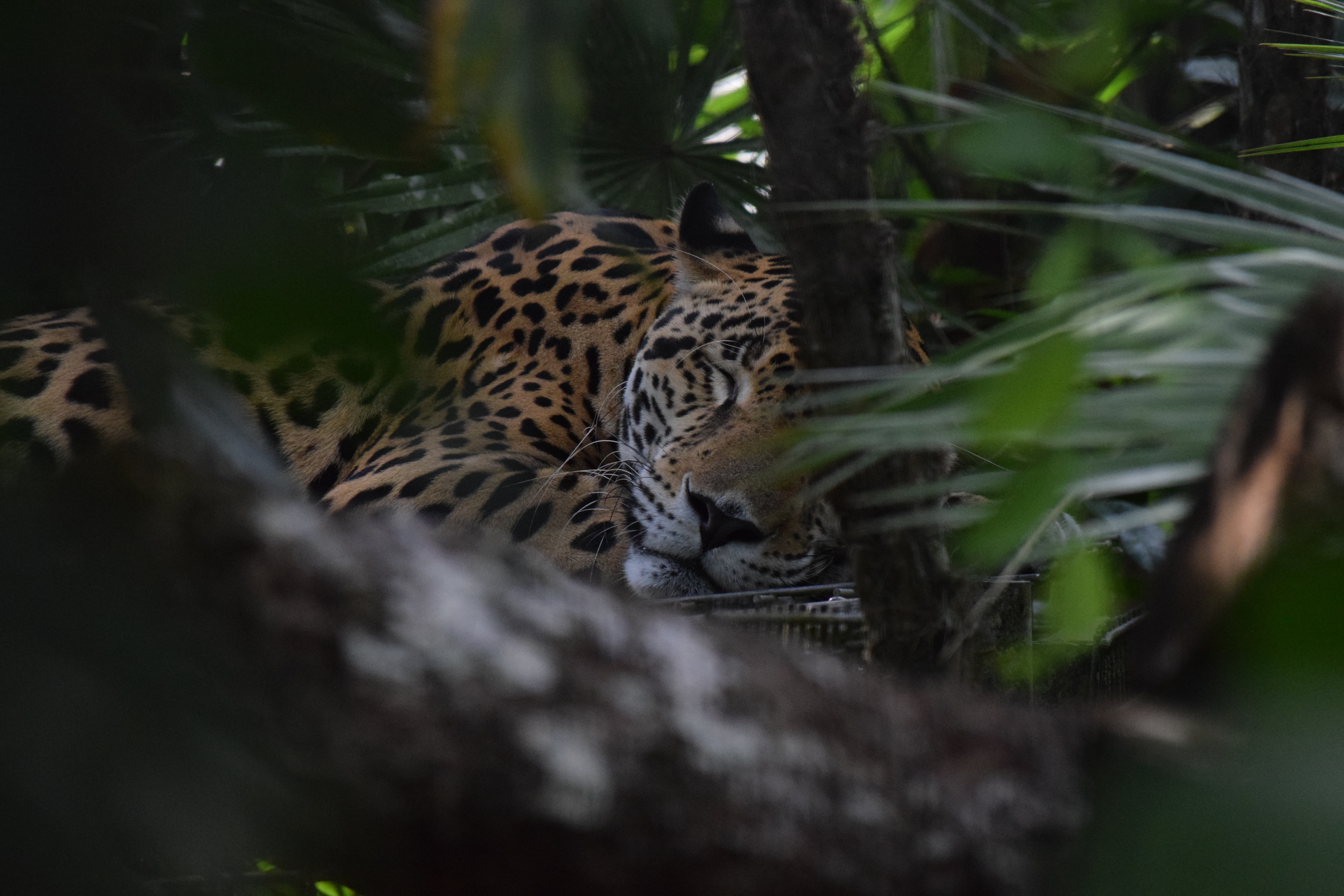 126389 Bild herunterladen tiere, jaguar, schnauze, raubtier, predator - Hintergrundbilder und Bildschirmschoner kostenlos