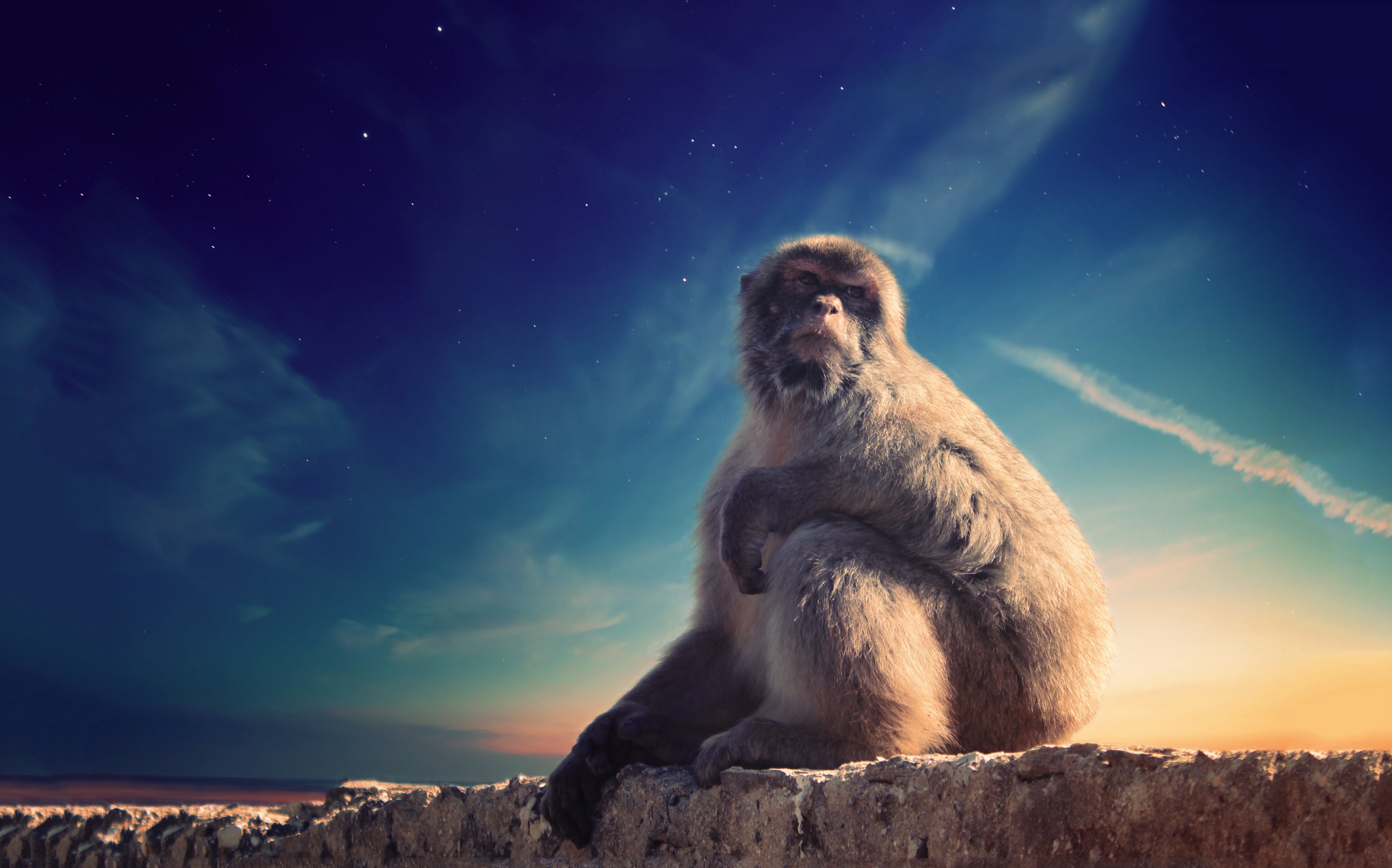 65454 Screensavers and Wallpapers Is Sitting for phone. Download animals, monkey, wildlife, animal, is sitting, sits, primate, conceived, put-up pictures for free